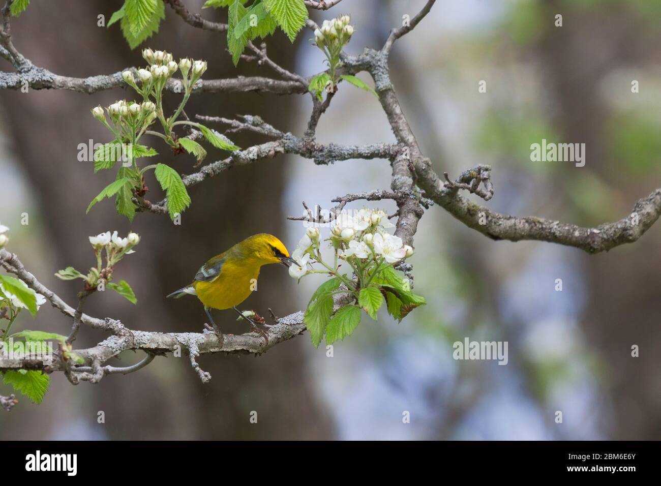 A blue winged warbler stuffs a tasty apple blossom into its beak. Stock Photo