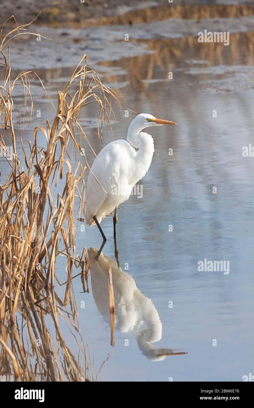 A statuesque great erget displays its  elegant white plumage while hiding near dried lake reeds. Stock Photo