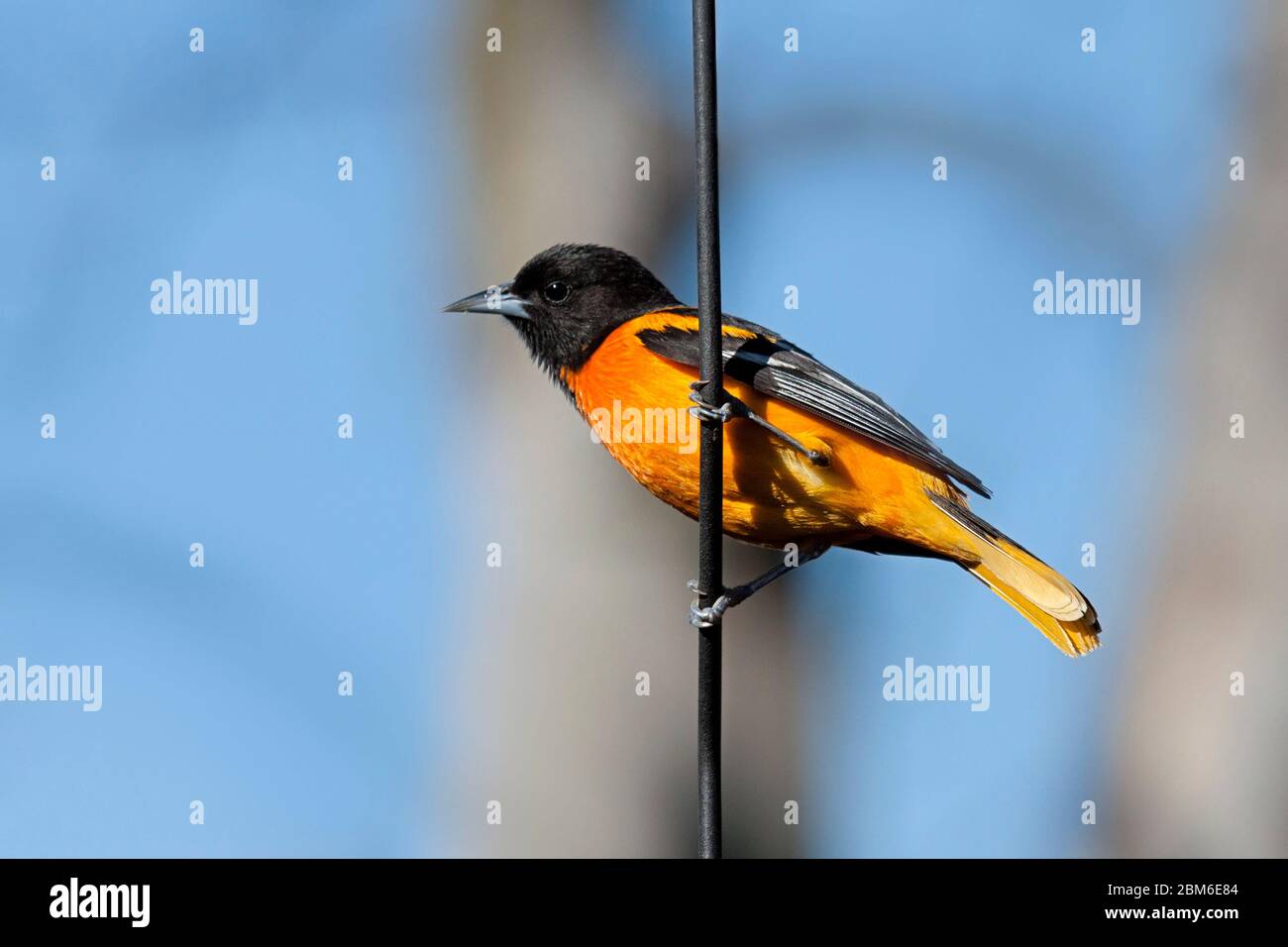 Profile of a Baltimore Oriole hanging on a metal pole. Blue sky and blurred brown tree are the background. Stock Photo