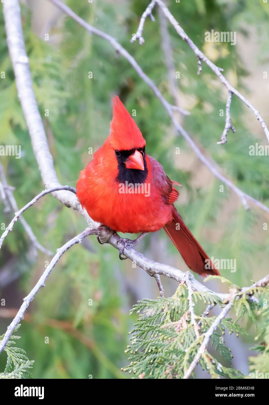 Northern Cardinal (Cardinalis cardinalis) perched on a branch on a