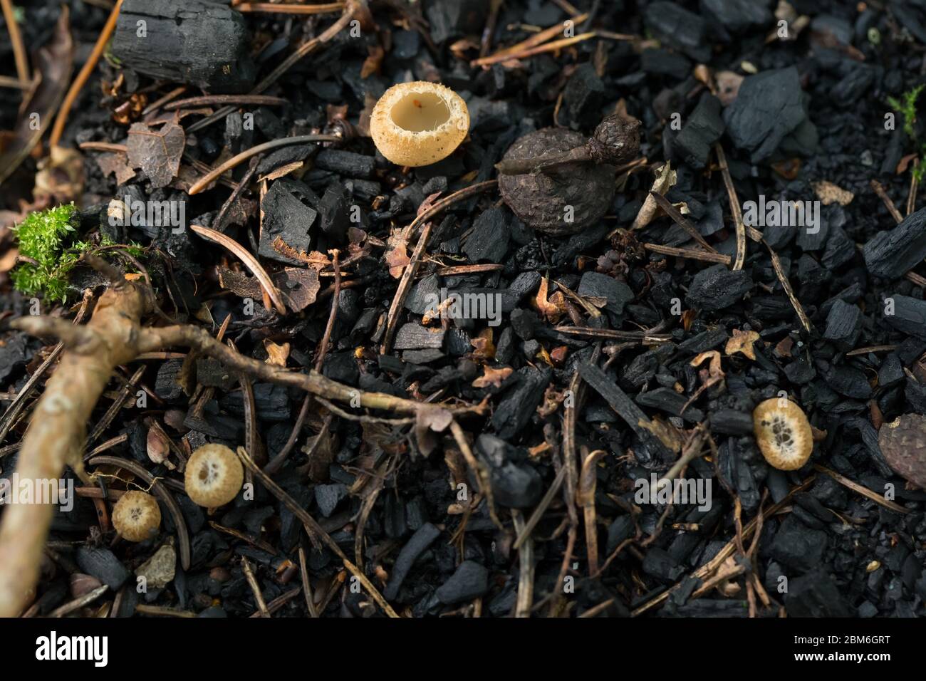 Greater toothed cup fungus Stock Photo