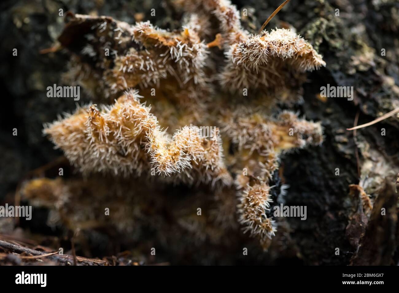 Parasitic cactus fungi (Tilachlidium brachiatum) Stock Photo