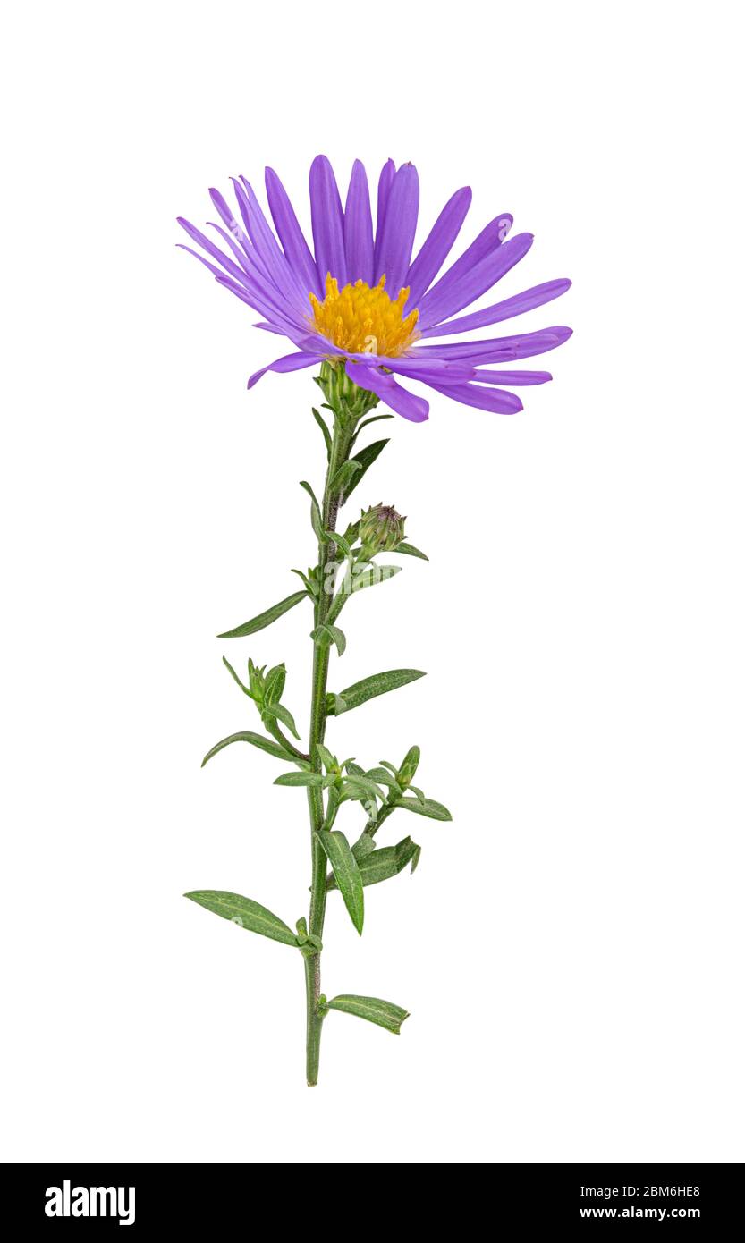 Aster on Off White Crewel main image 0