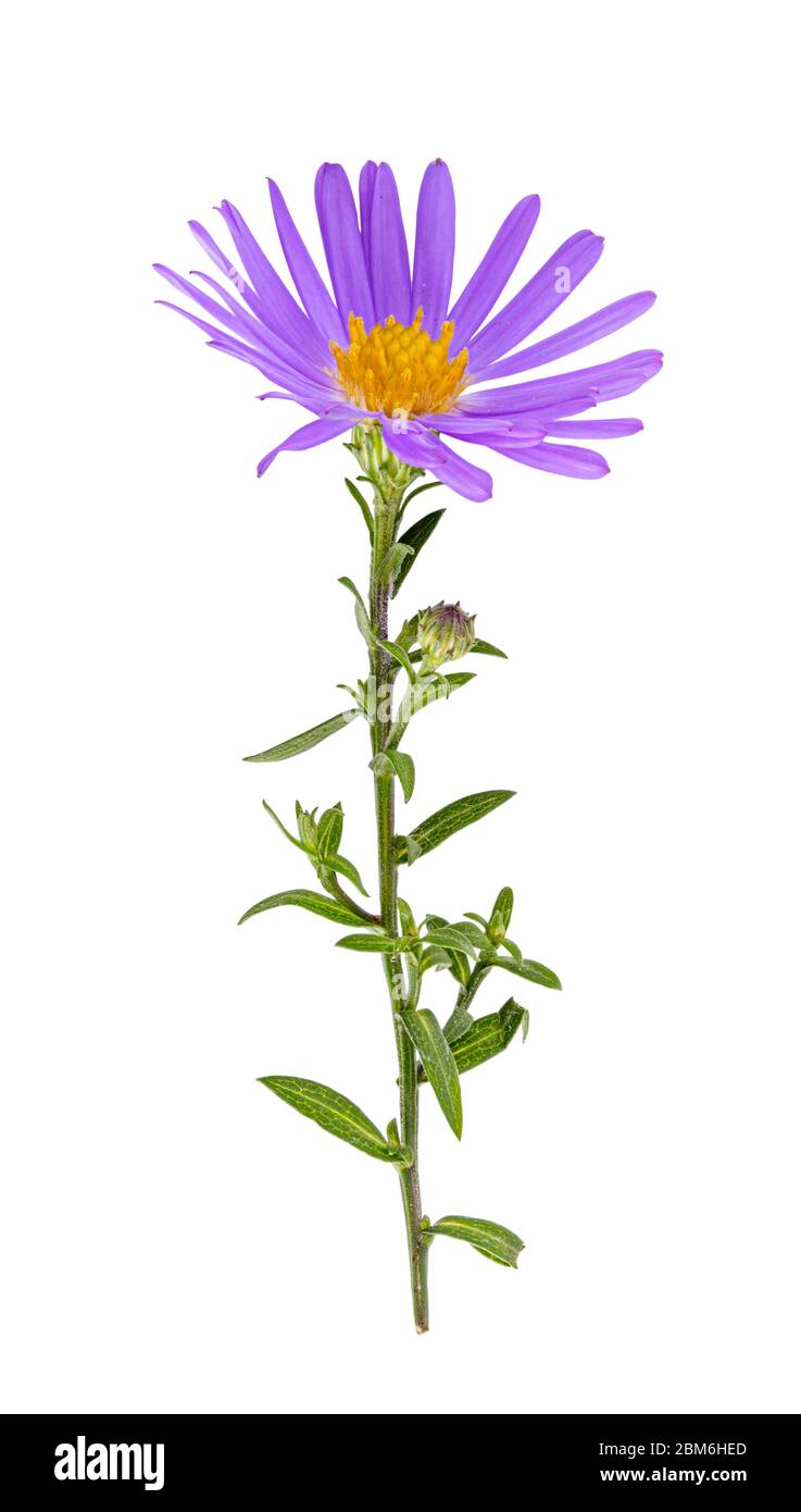 Purple aster on white background. Clipping path Stock Photo - Alamy