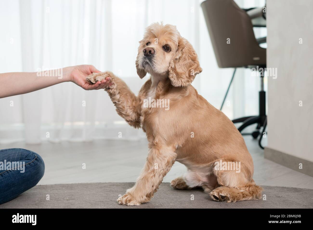 cocker spaniel looking for a home