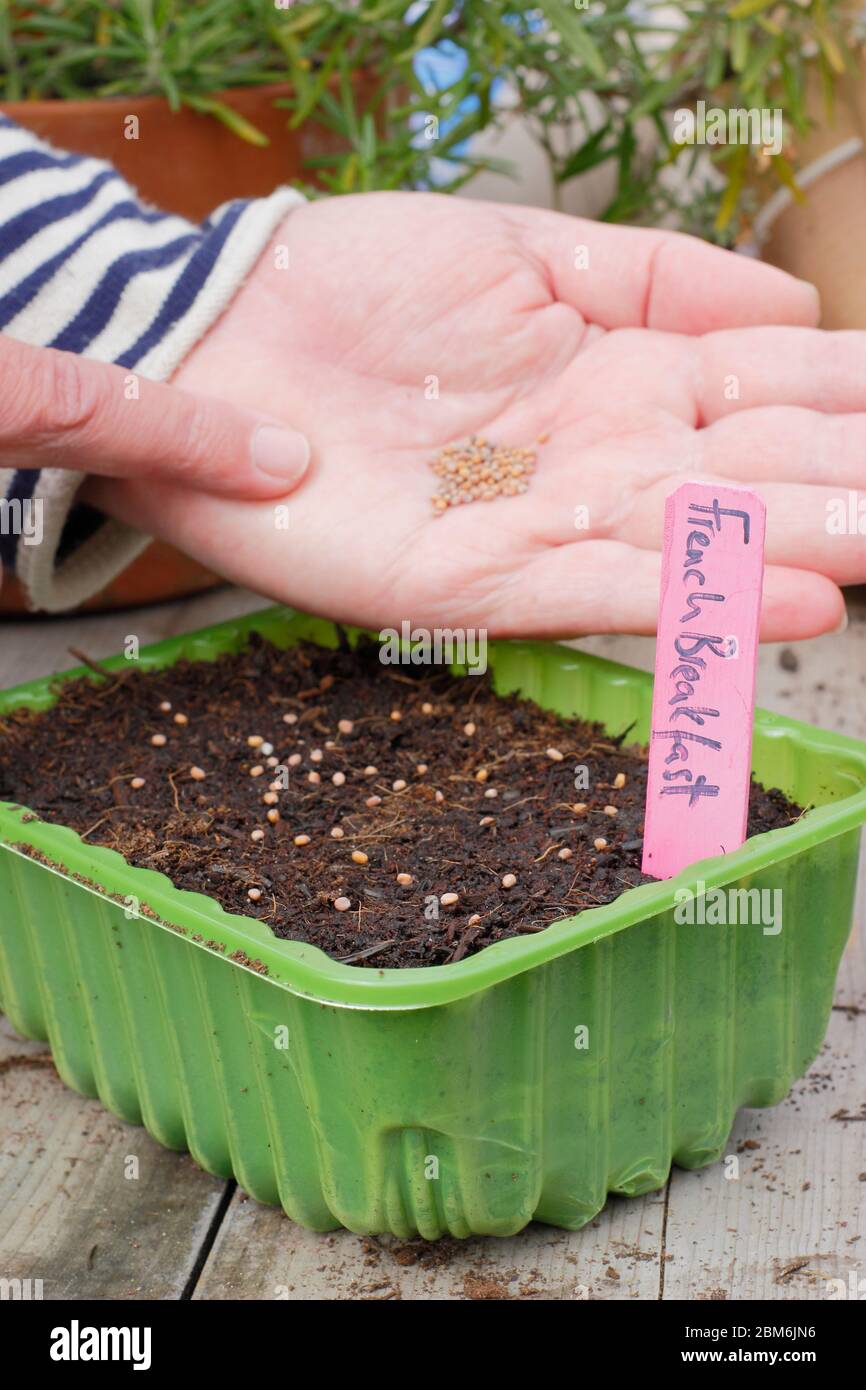 Raphanus sativus 'French Breakfast'. Sowing radish seeds in an upcycled plastic food tray in spring.  UK. Stock Photo