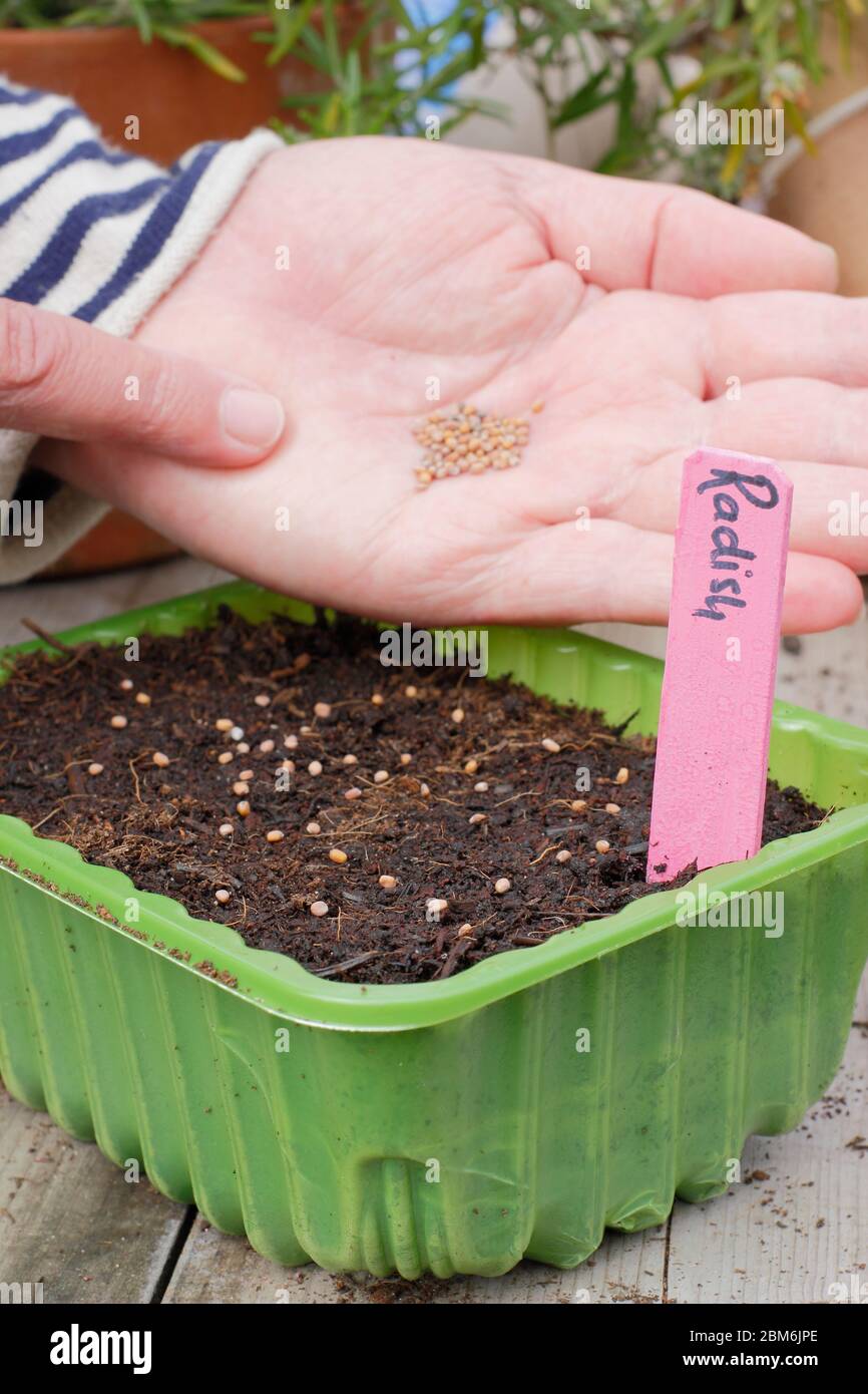Raphanus sativus 'French Breakfast'. Sowing radish seeds in an upcycled plastic food tray in spring.  UK. Stock Photo
