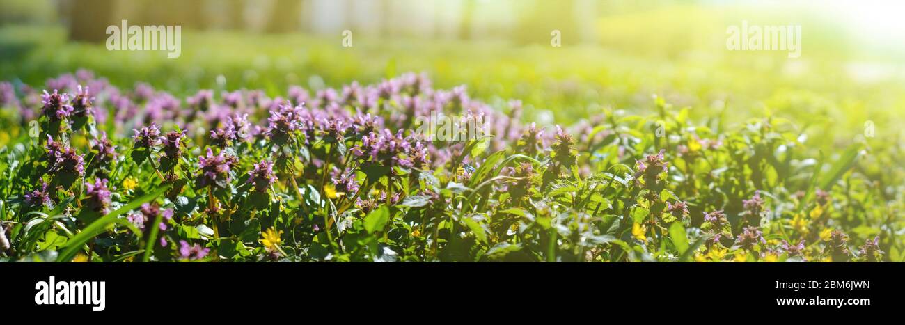 Meadow in the rays of the day sun in spring. Thyme is a genus of the family Lamiaceae. Stock Photo