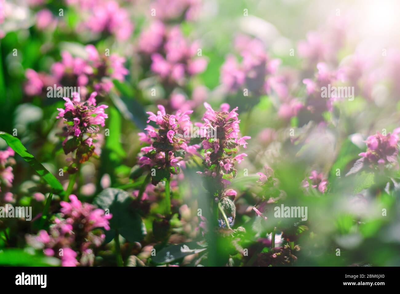 Thyme in the rays of the day sun. Thyme is a genus of the family Lamiaceae. Stock Photo