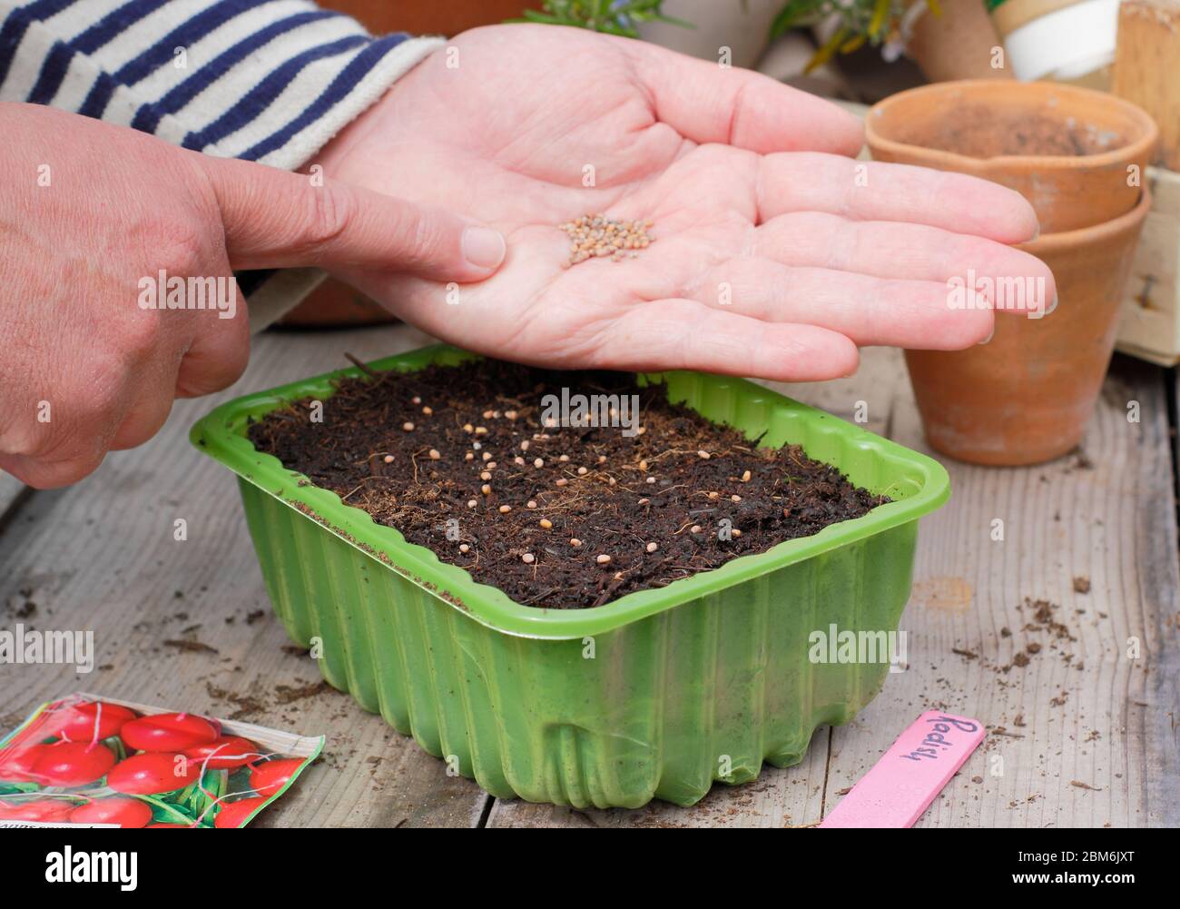 Sowing radishes tray hires stock photography and images Alamy