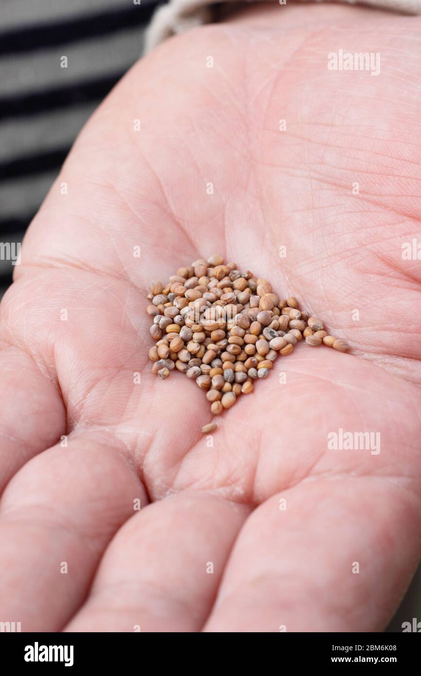 Radish seeds tipped into hand ready for planting. Raphanus sativus 'French Breakfast'. Stock Photo