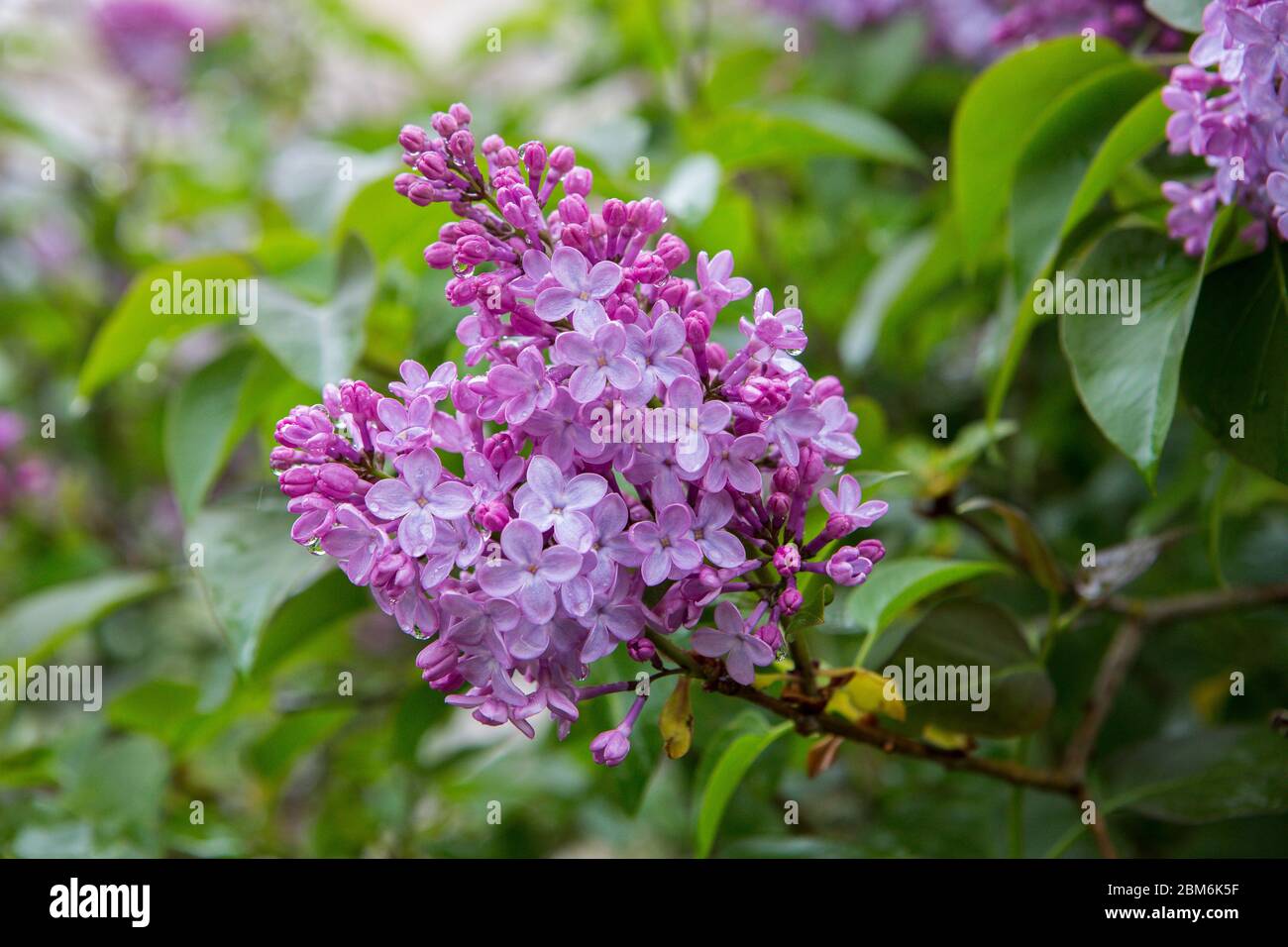 Lilac flowers in early summer in Kent, UK Stock Photo