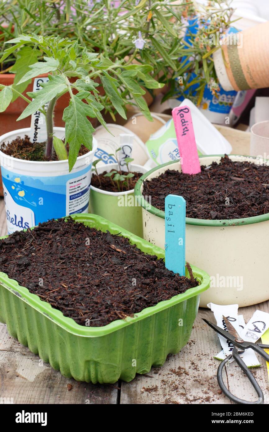 Using upcycled household items for sowing seed, growing plants and making labels - food tray, yoghurt pot, cut up margarine tub for labels,old pan... Stock Photo