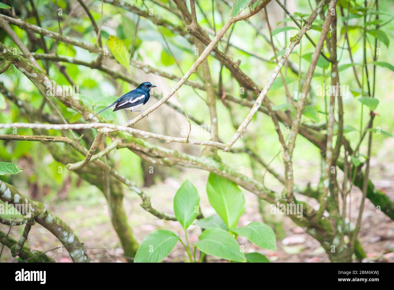 Oriental magpie-robin (Copsychus saularis) in a bush, Singapore Stock Photo