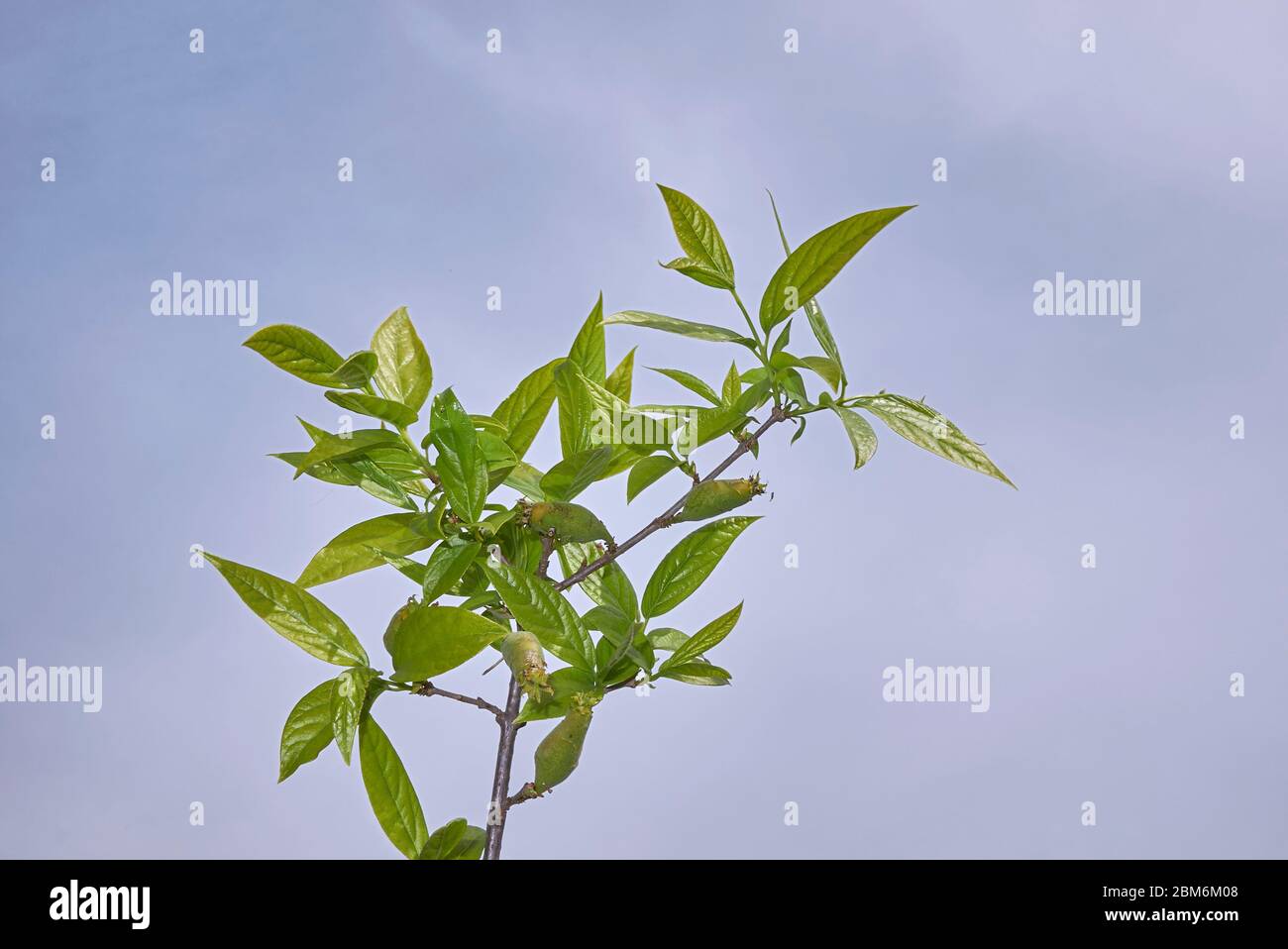 Chimonanthus praecox fresh fruit Stock Photo