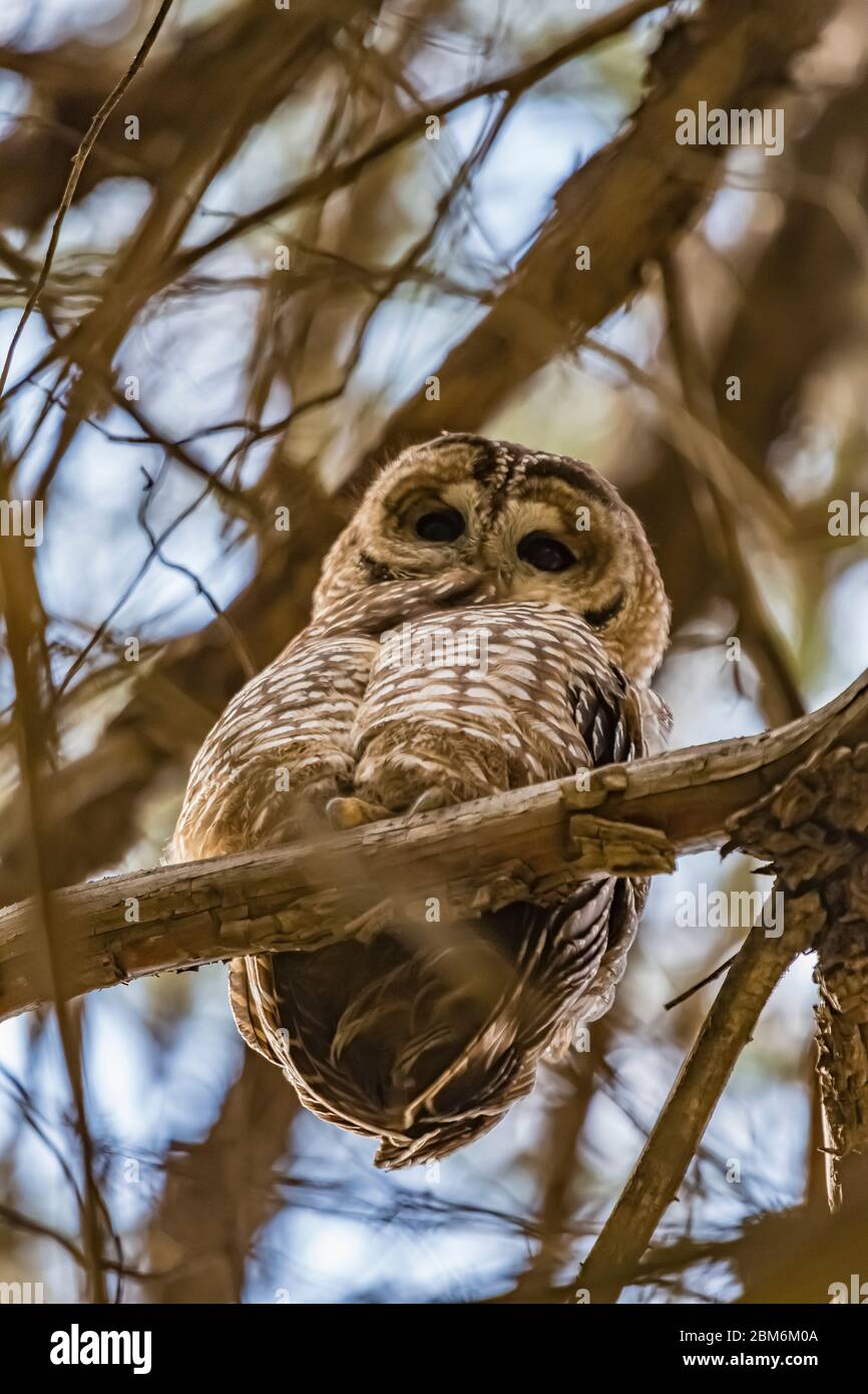 Mexican Spotted Owl, Strix occidentalis lucida, a threatened species, perched in a tree along the Cliff Dweller Trail in Gila Cliff Dwellings National Stock Photo