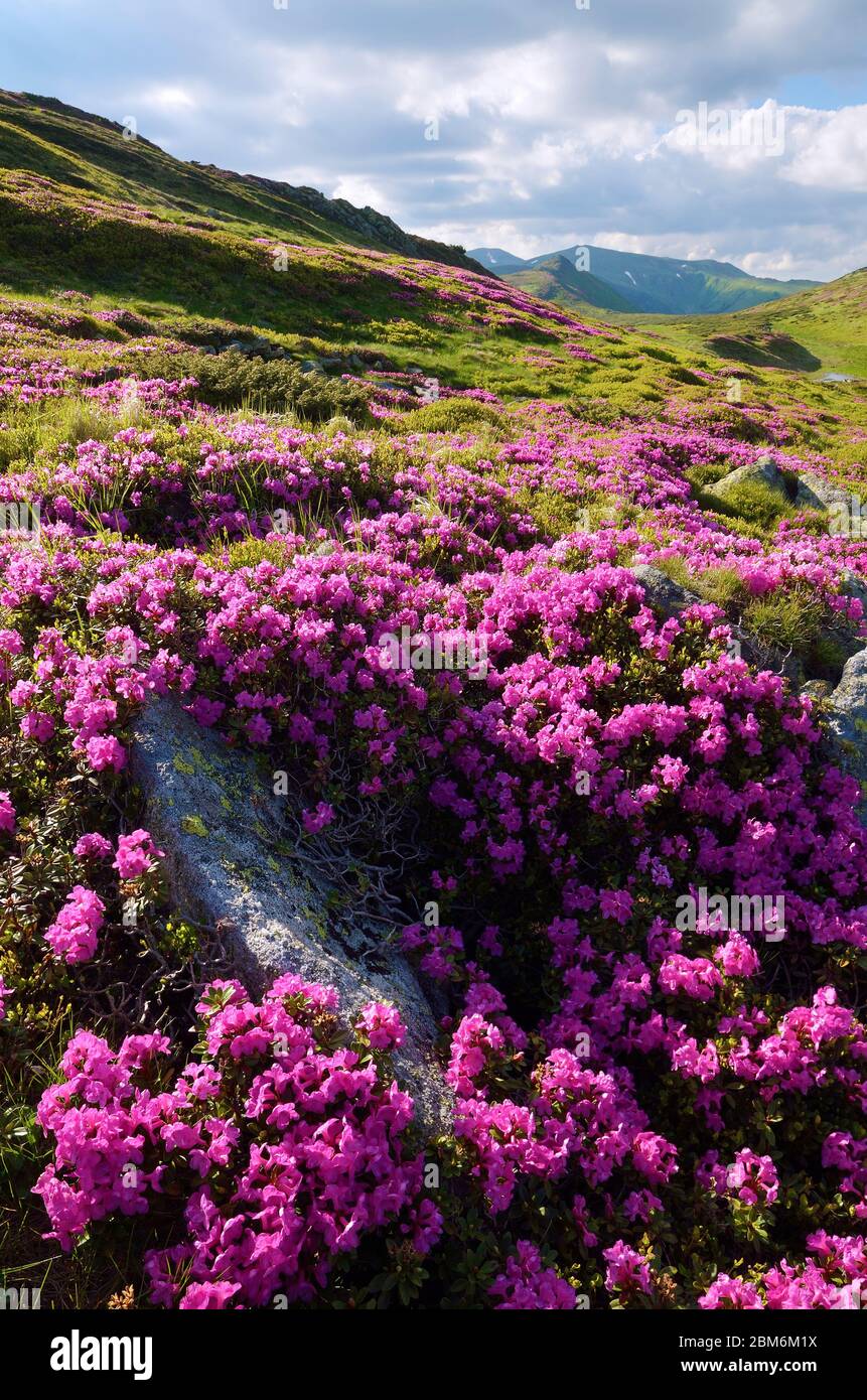 Summer landscape with flowers hi-res stock photography and images - Alamy