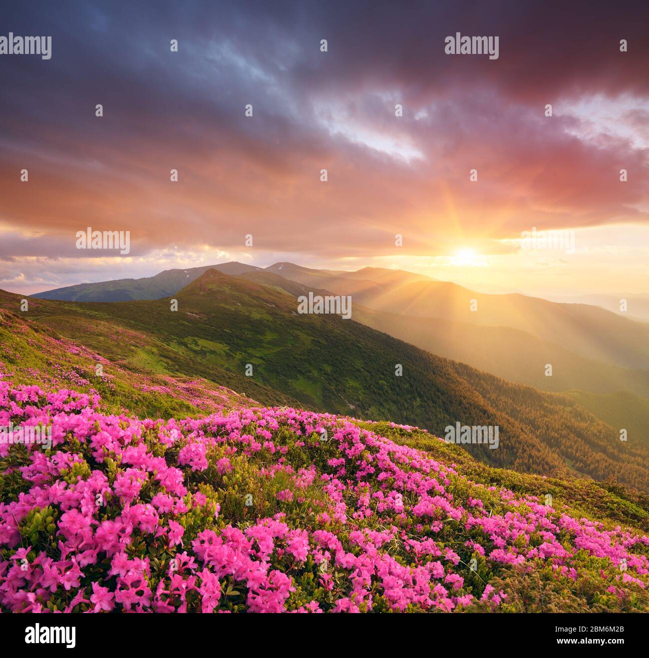 Mountain flowers in the meadow. Blooming pink rhododendron in the wild ...