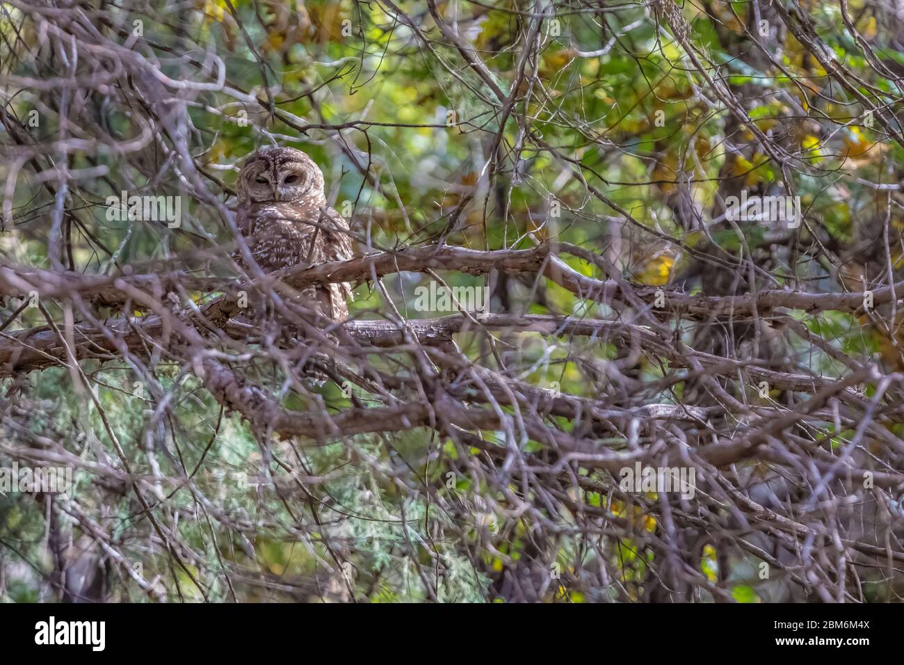 Mexican Spotted Owl, Strix occidentalis lucida, a threatened species, perched in a tree along the Cliff Dweller Trail in Gila Cliff Dwellings National Stock Photo