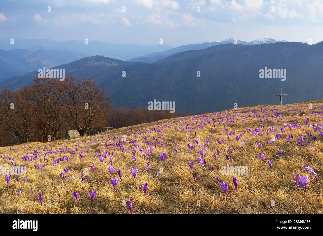 Spring landscape in the mountains. Glade of flowering crocuses. Carpathians, Ukraine, Europe Stock Photo