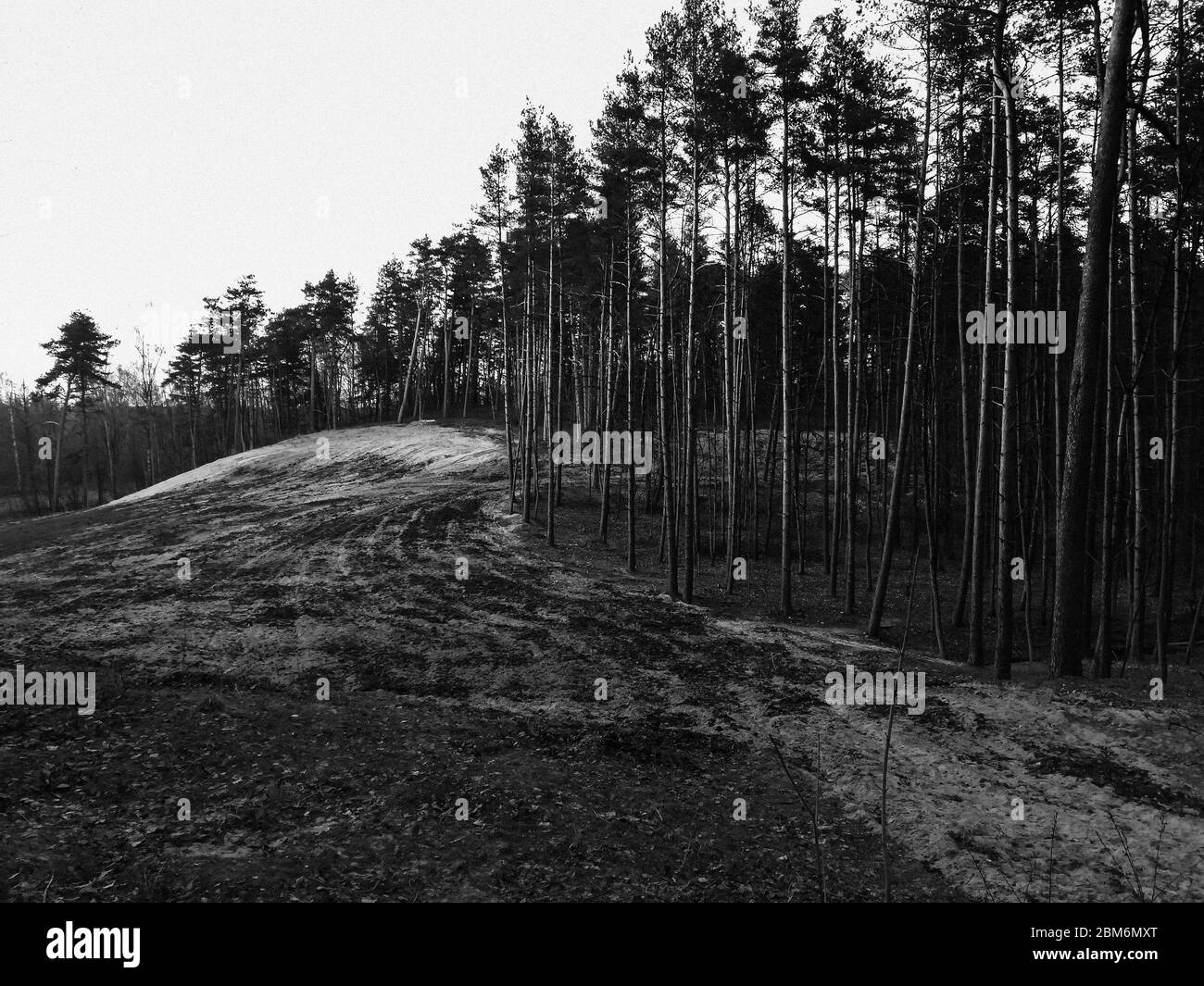 Monochrome view of cleared forest hill with clear visible border and trees forming high contrast pattern, rythm Stock Photo
