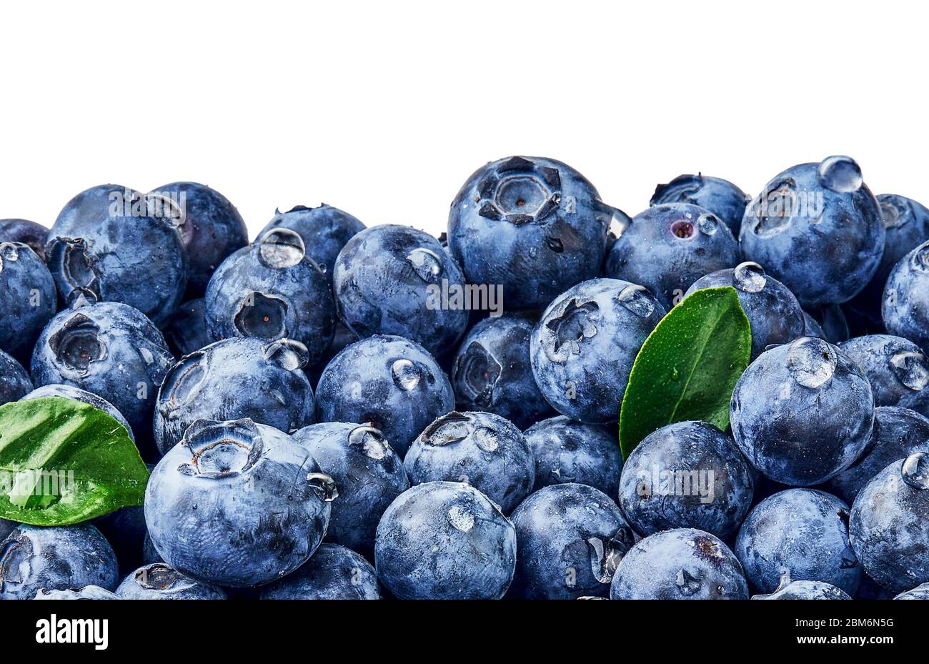 Close up of blueberries. Blueberry leaves with berries and drops. Top view. Concept of healthy and dieting eating. Blue texture of blueberries Stock Photo