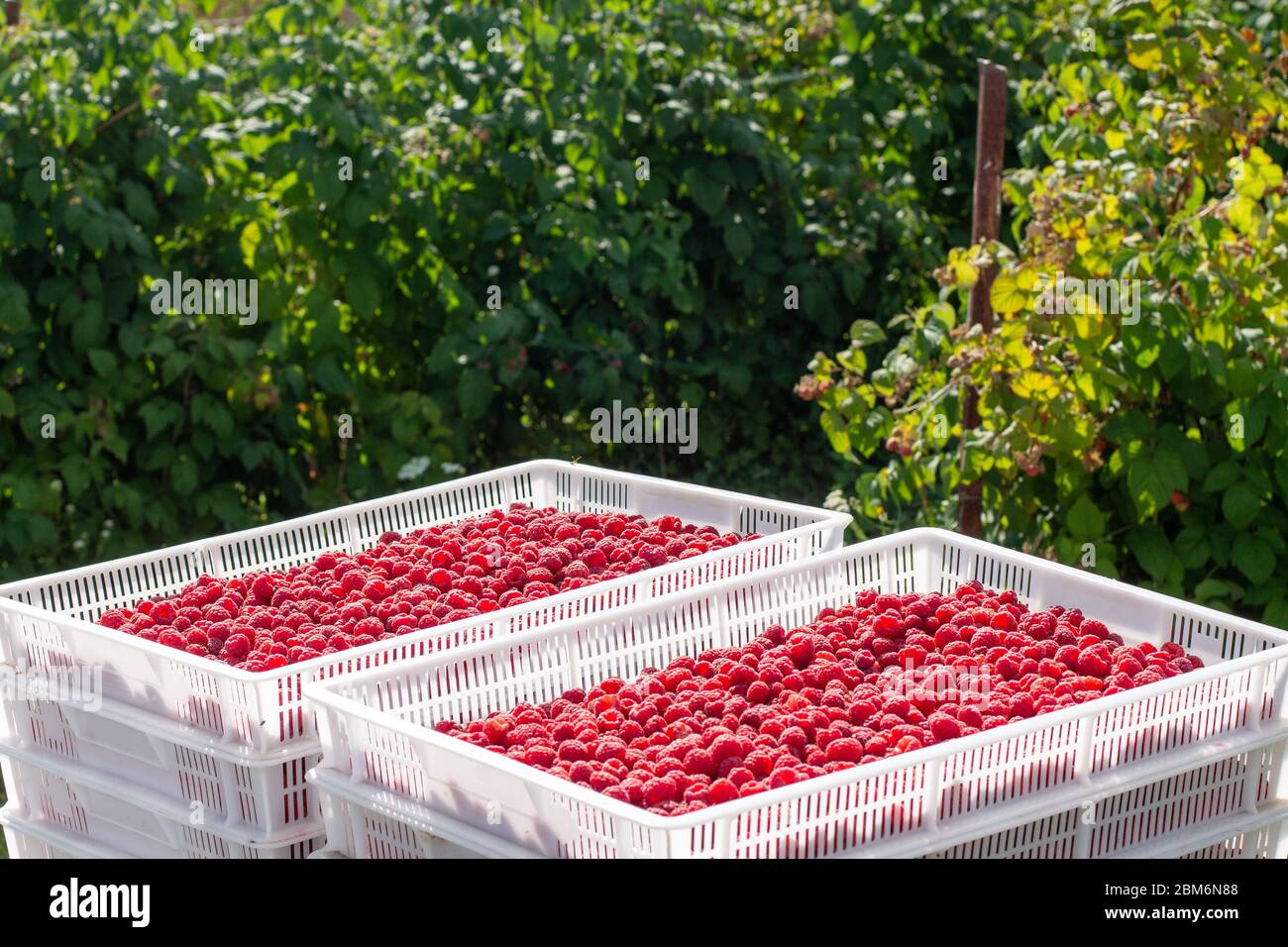 Harvesting raspberries. White plastic crates filled with ripe ...