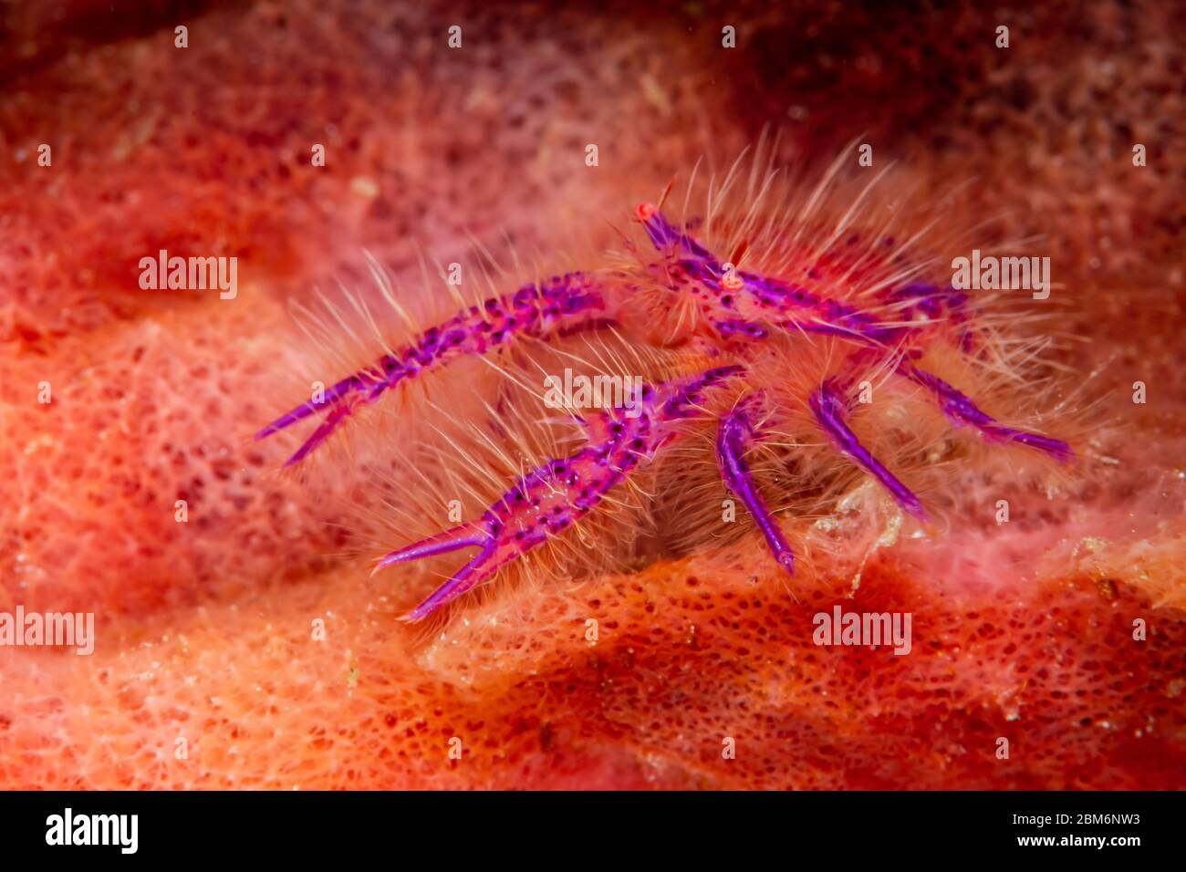 hairy squat lobster in a sponge Stock Photo - Alamy
