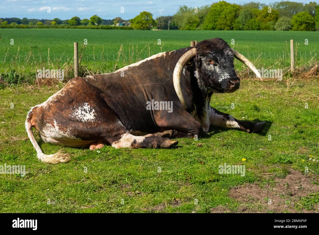 English Longhorn bull with magnificent curved horns.(Scientific name