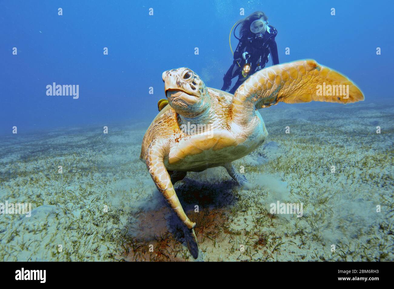 Taucherin betrachtet goße Grüne Suppenschildkröte (Chelonia mydas), Rotes Meer, Abu Dabab, Marsa Alam, Ägypten, Afrika Stock Photo