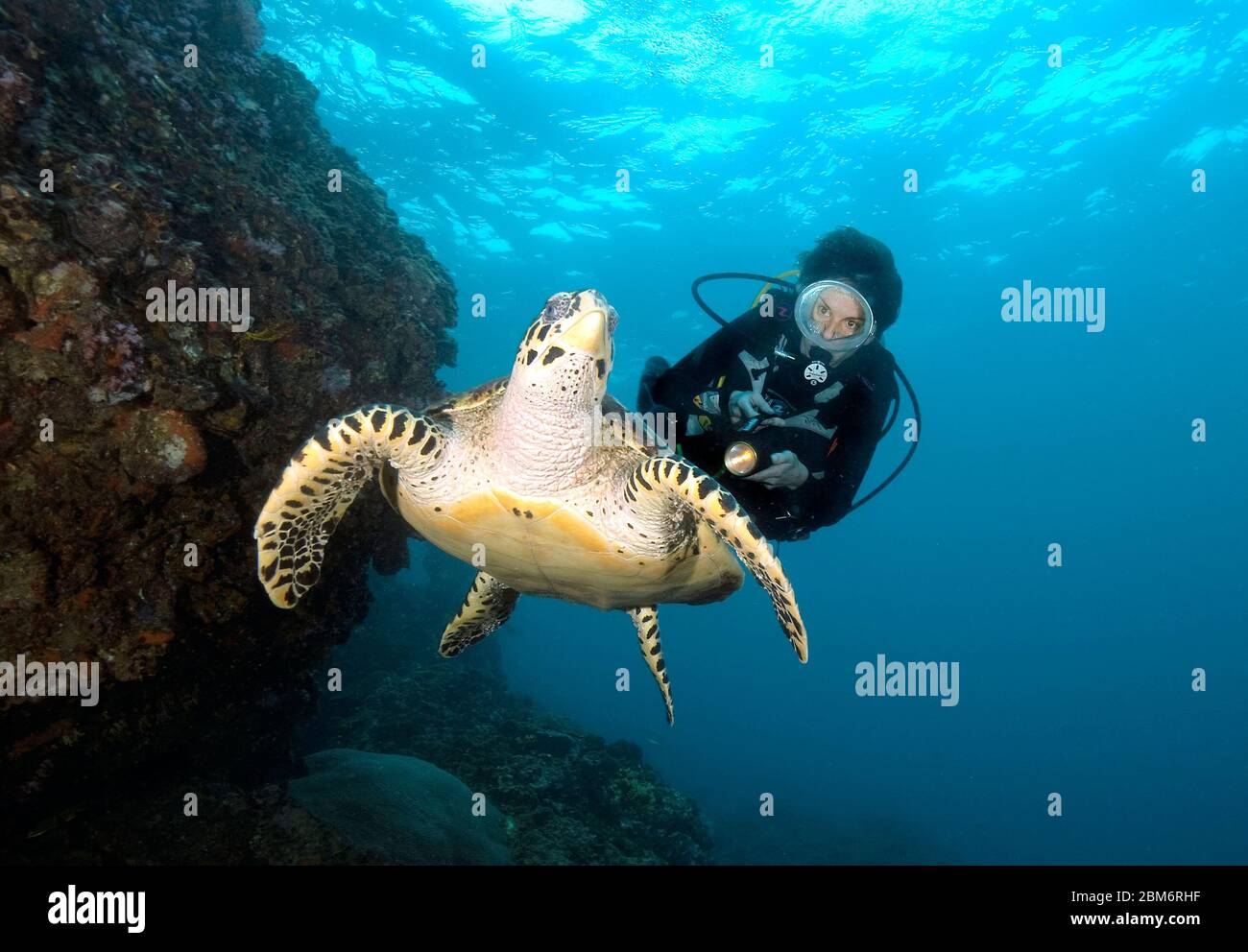 Taucherin schwimmt neben Echte Karettschildkröte (Eretmochelys imbricata), Indopazifik, Thailand, Asien Stock Photo