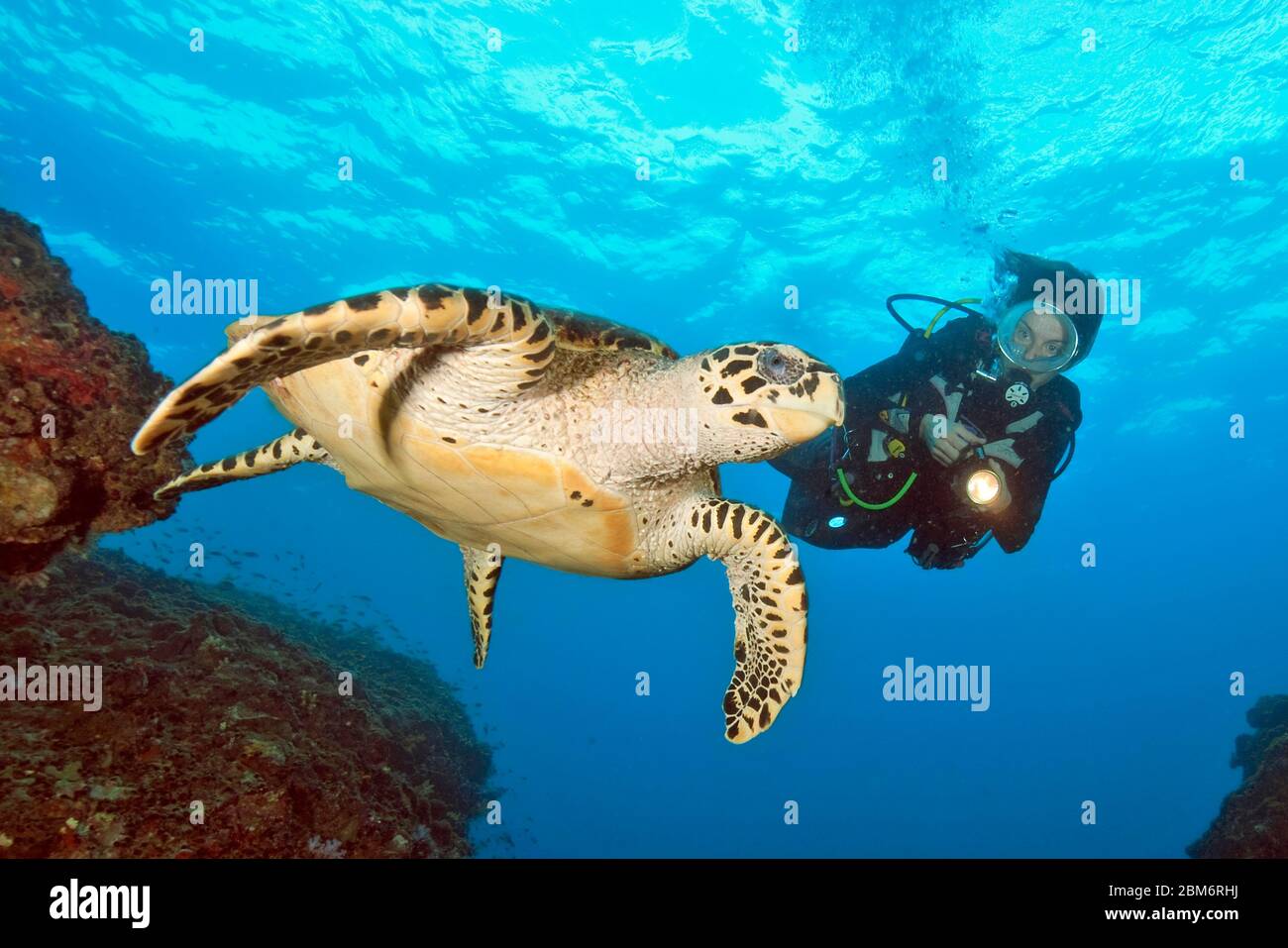 Taucherin schwimmt neben Echte Karettschildkröte (Eretmochelys imbricata), Indopazifik, Thailand, Asien Stock Photo