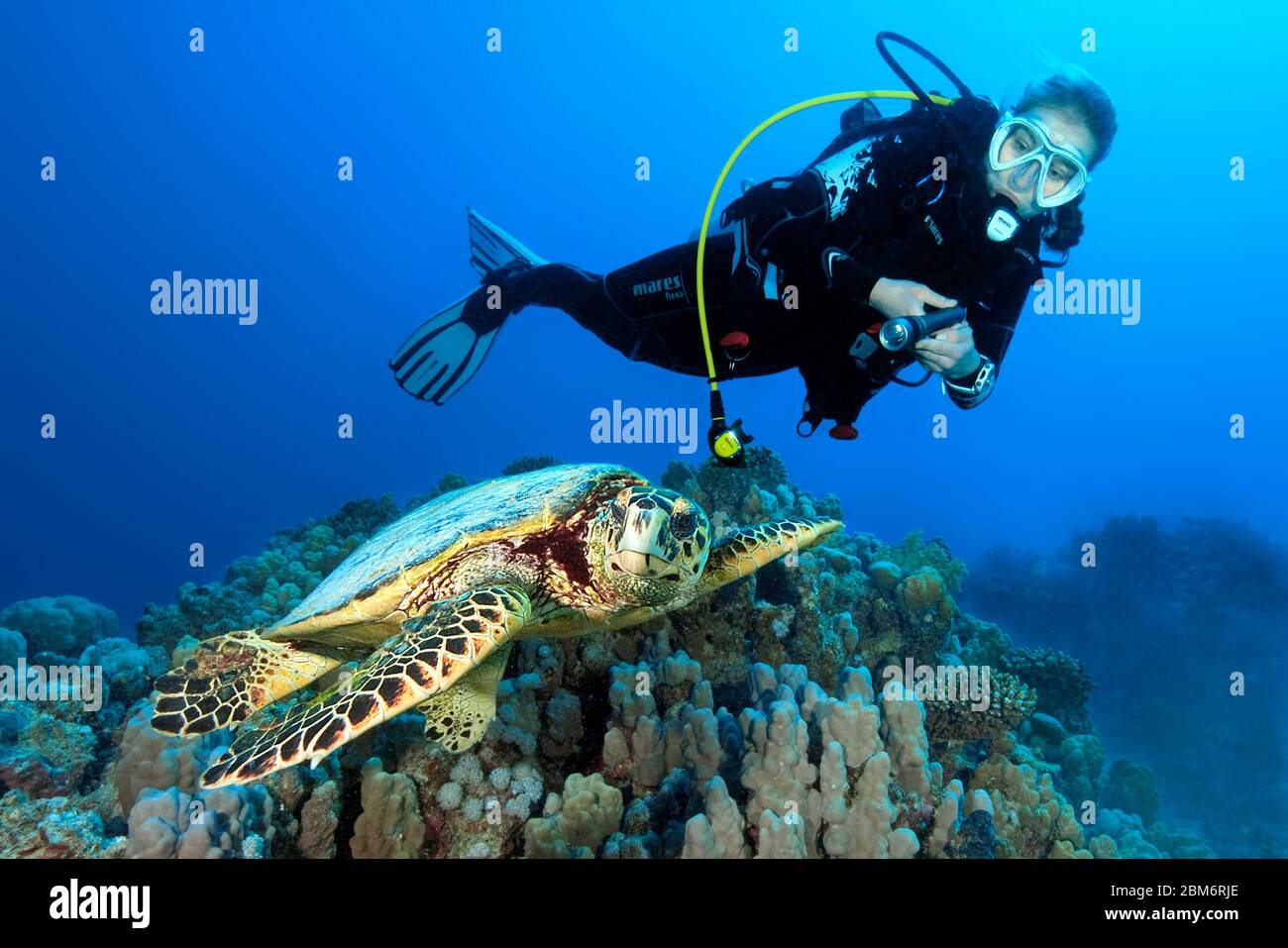 Taucherin betrachtet Echte Karettschildkröte (Eretmochelys imbricata), Rotes Meer, Hurghada, Ägypten, Afrika Stock Photo