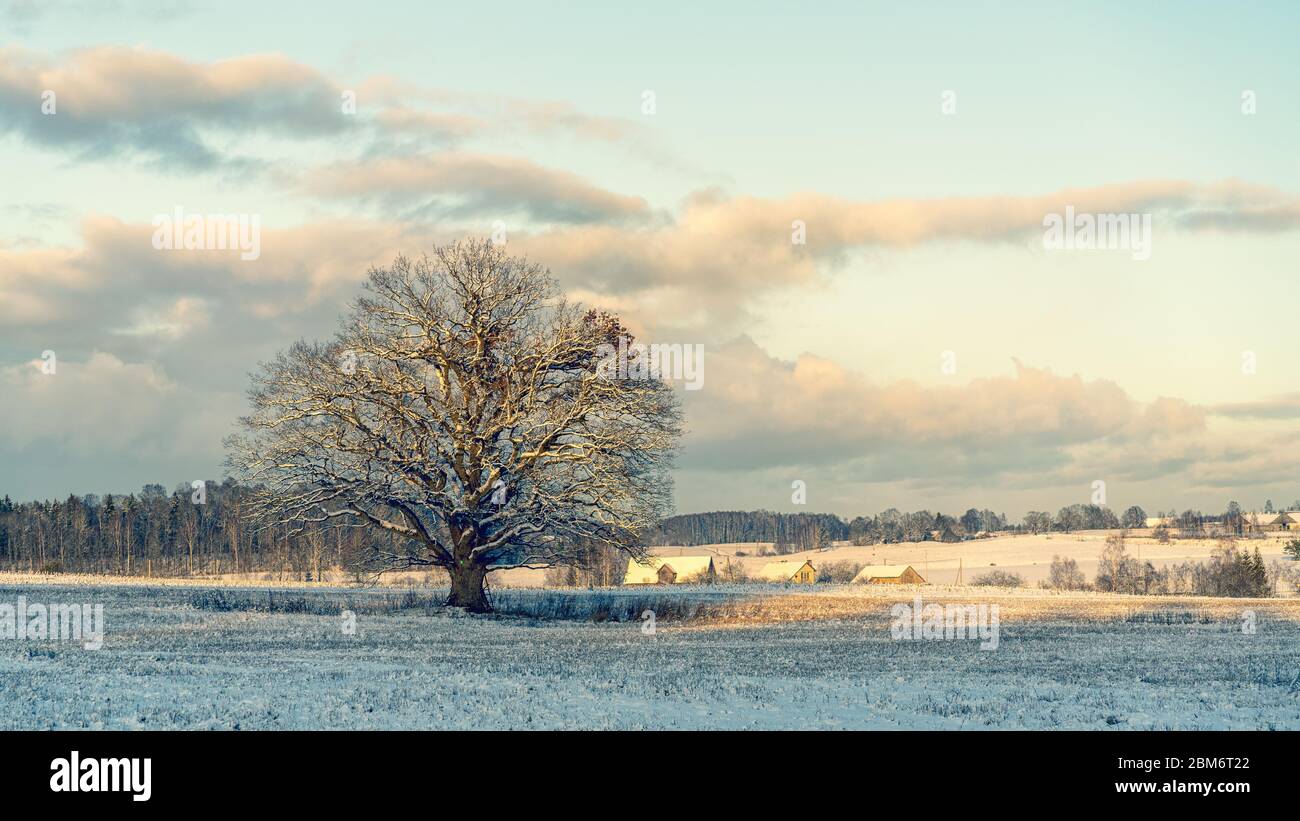 Big oak in the field in winter Stock Photo