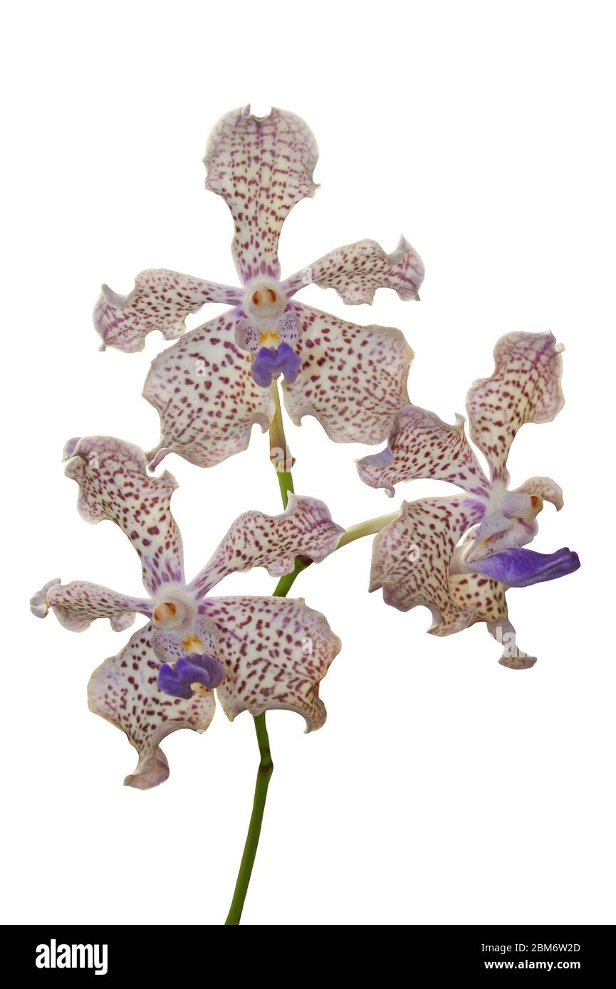 Vanda tricolour Orchid Cut Out Stock Photo
