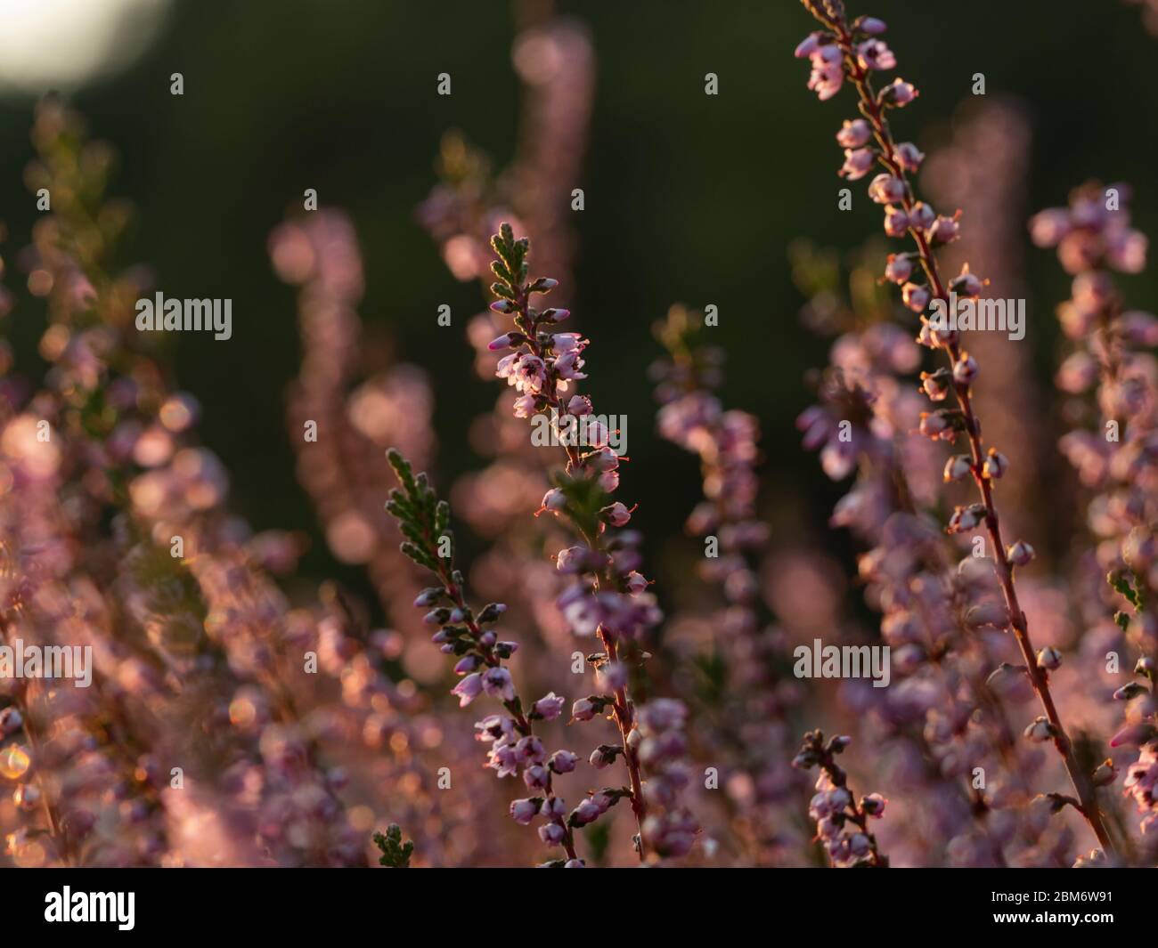 Close up of beautiful blooming purple heather flower. Selective focus. Stock Photo