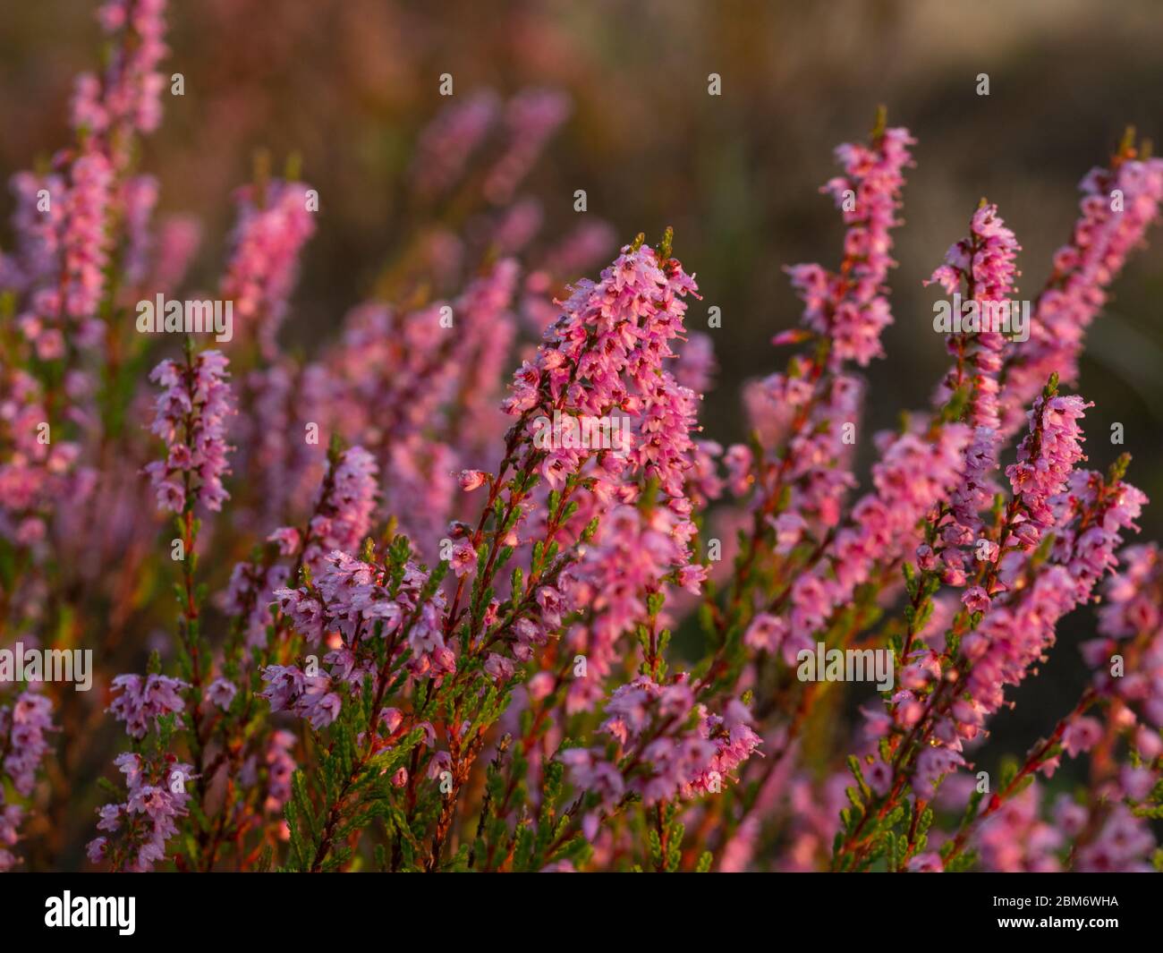 Morning dew on the heather flowers. Beautiful morning light of sunrise. Selective focus. Stock Photo