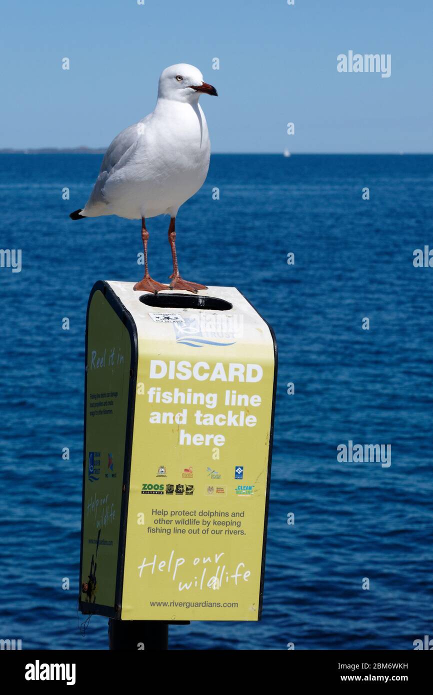 Seagull  (Croicocephalus novaehollandiae) perched on fishing tackle waste bin designed to protect wildlife Stock Photo