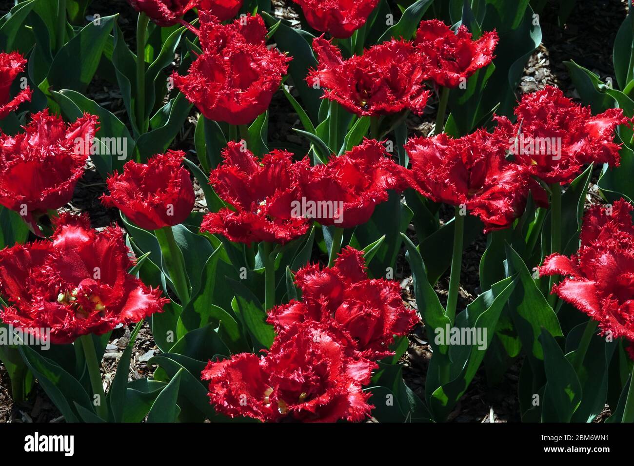 Red tulips 'Barbados' Fringed Stock Photo