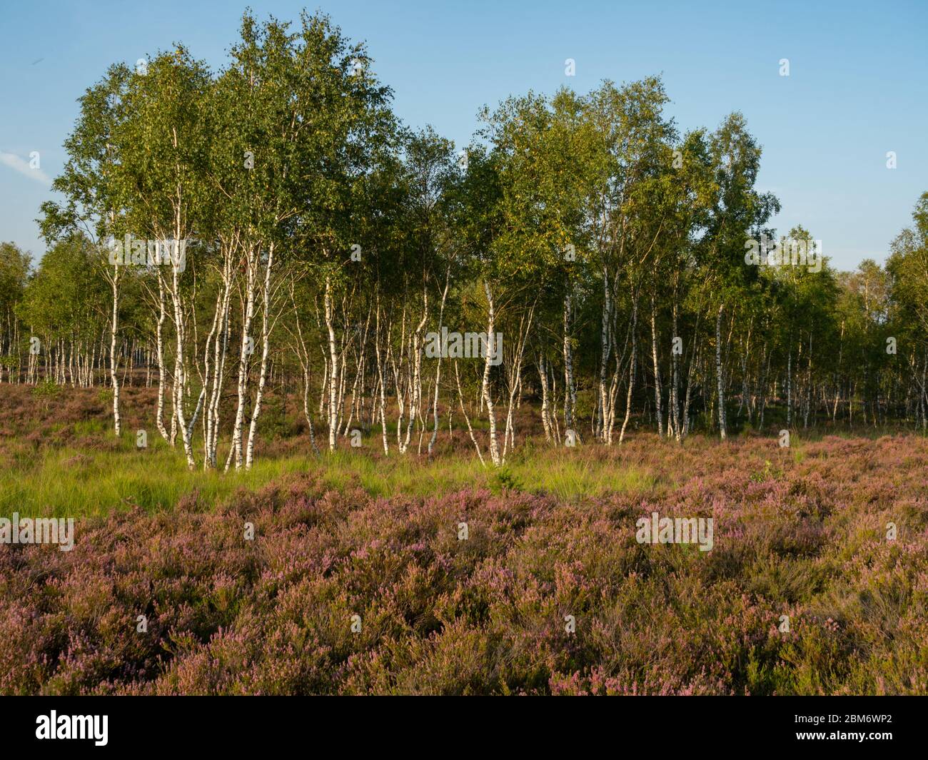 Early morning on the heathland. Amazing violet color of heather flower. Forest in the background. Stock Photo