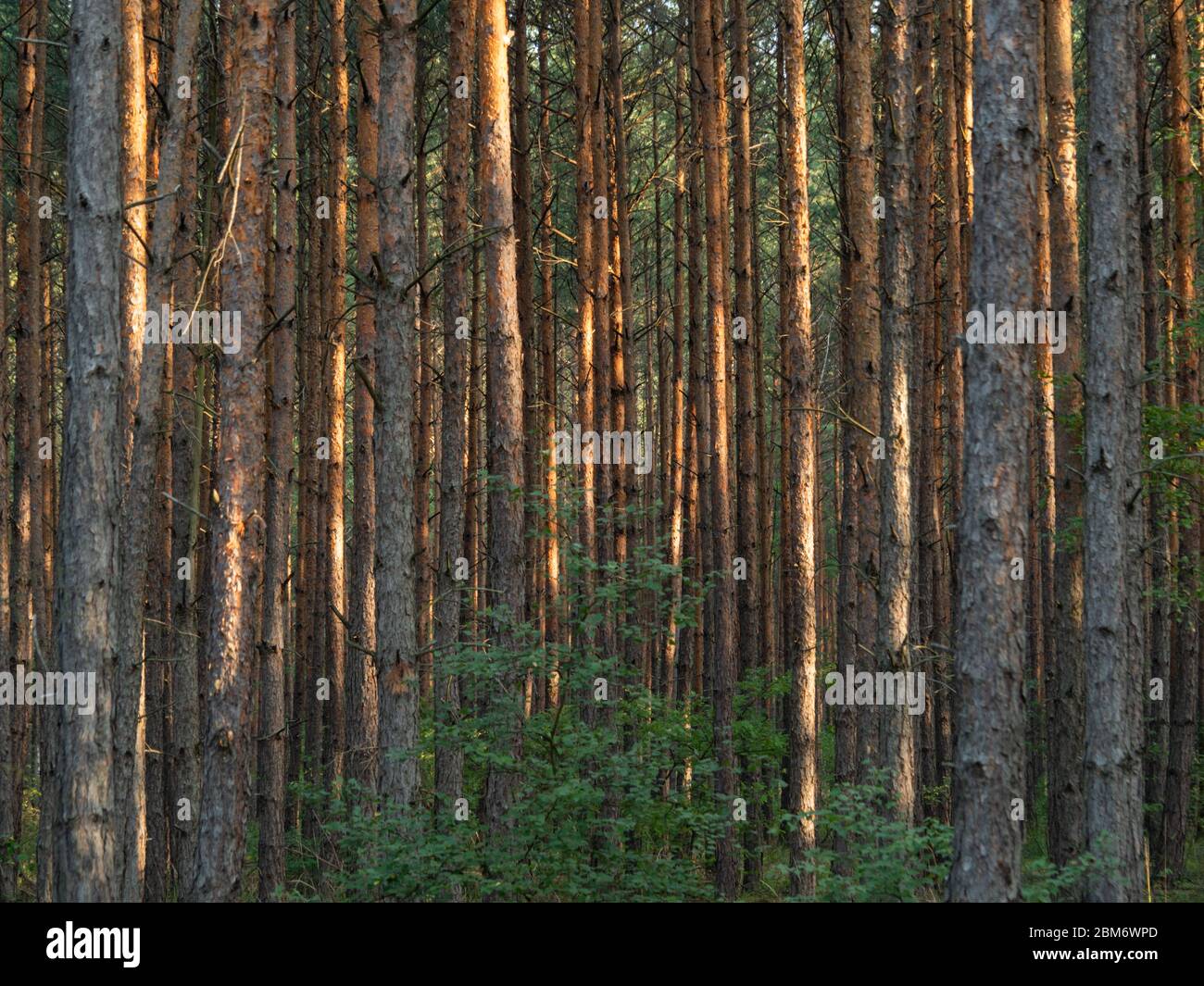 Tall hires stock photography and images Alamy