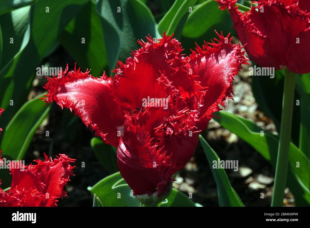 Red tulips 'Barbados' Fringe Tulipa Stock Photo