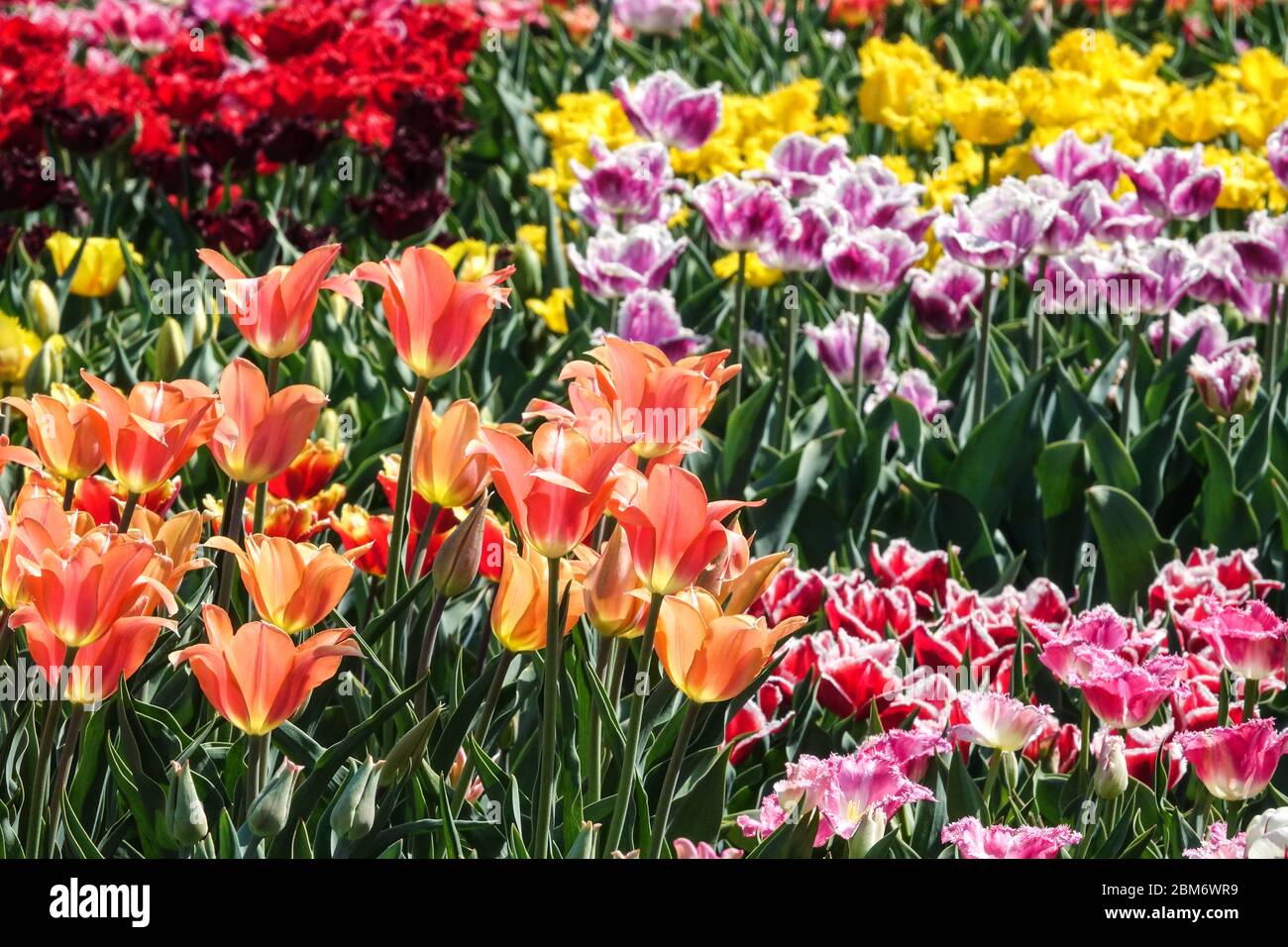 Colorful tulips garden flower bed orange pink yellow april flower bed Stock Photo Alamy