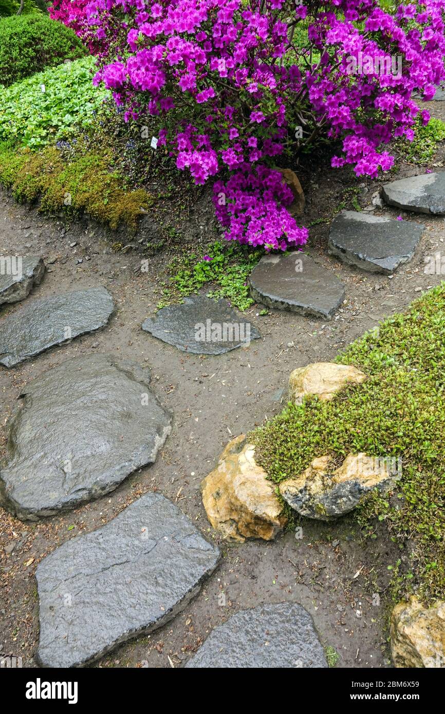 Stepping stones in Japanese garden stone path blossoming rhododendrons, boxwood flowering shrubs