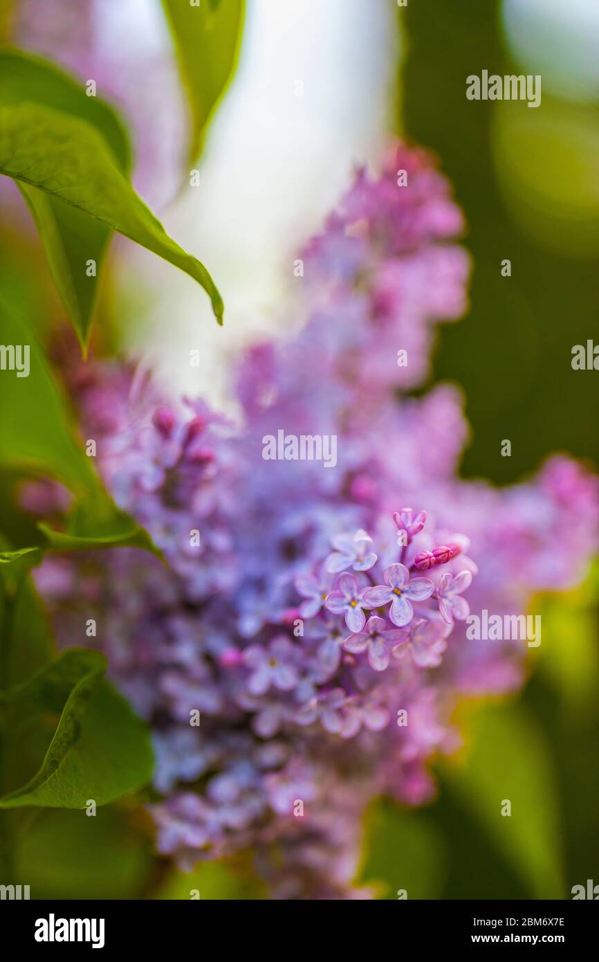 Syringa vulgaris (lilac or common lilac) is a species of flowering plant in the olive family Oleaceae Stock Photo