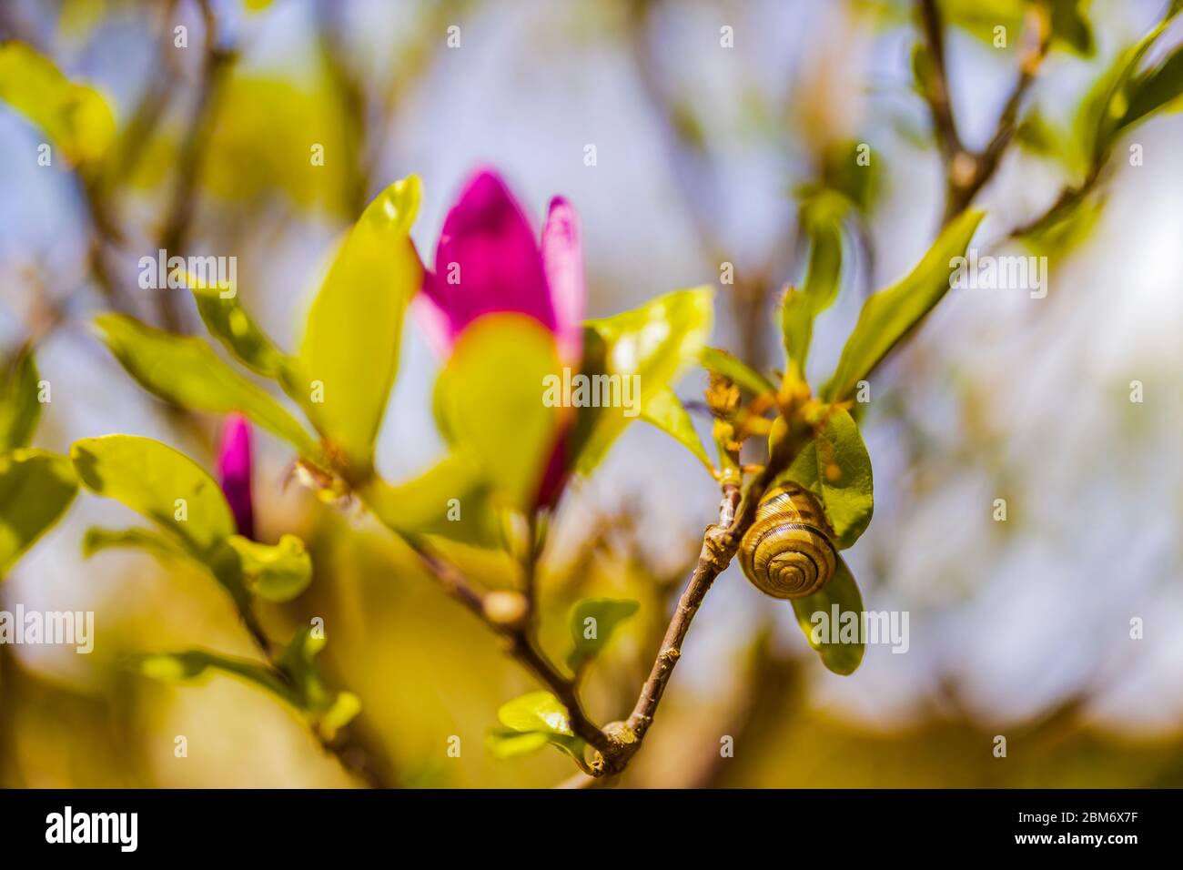 Magnolia flower bloom on background of blurry Magnolia flowers on Magnolia tree. Stock Photo