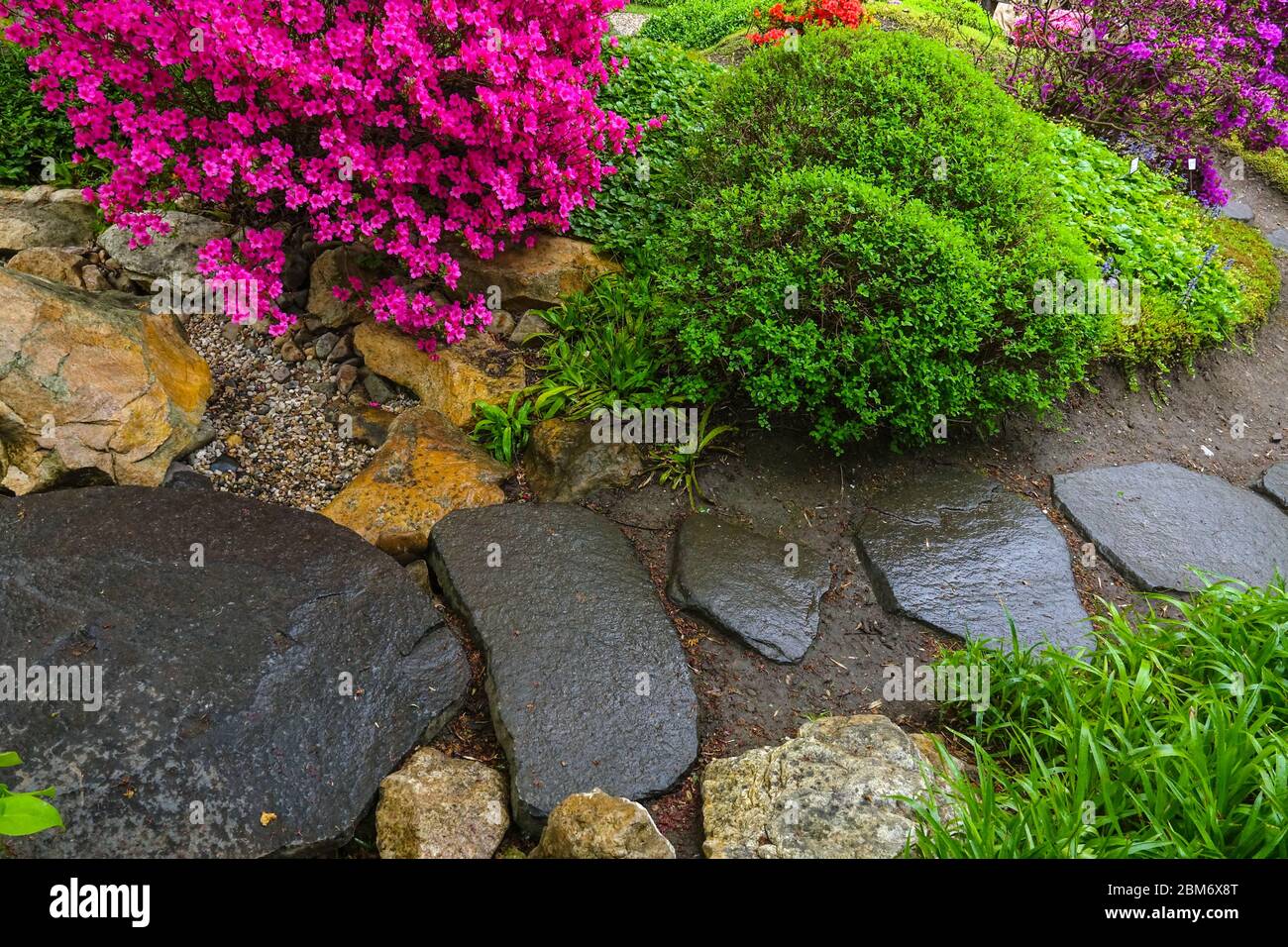 Stepping stones in Japanese garden stone path blossoming rhododendrons, boxwood flowering shrubs spring Stock Photo