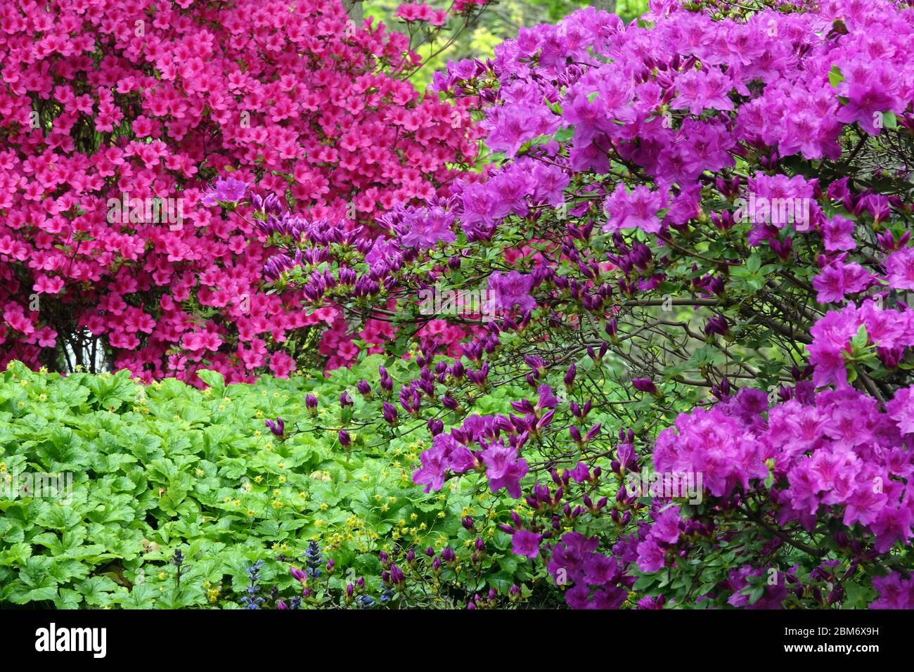 Purple Rhododendron obtusum Stock Photo