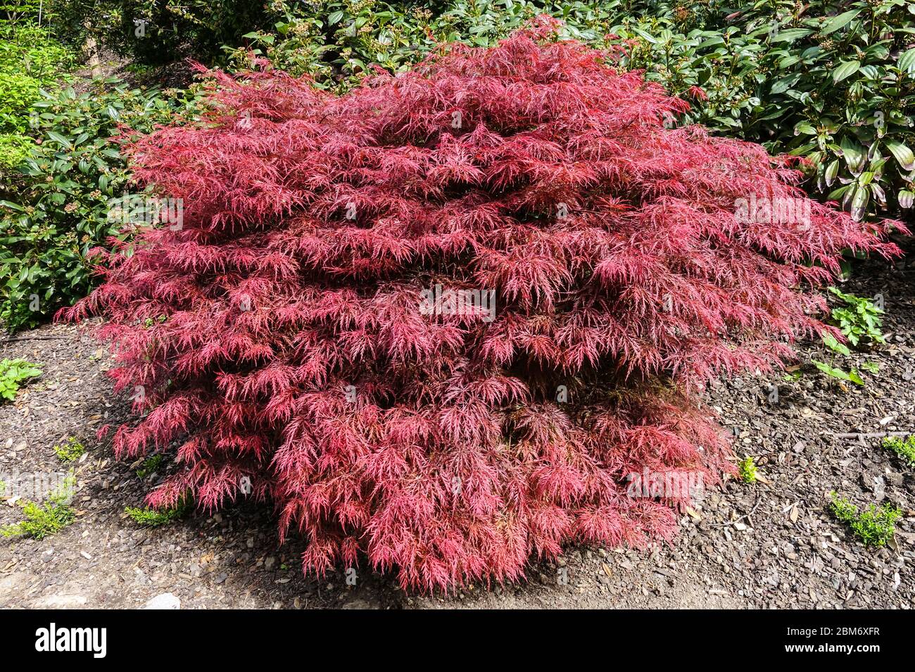 Acer palmatum 'Ever Red' Japanese maple Stock Photo