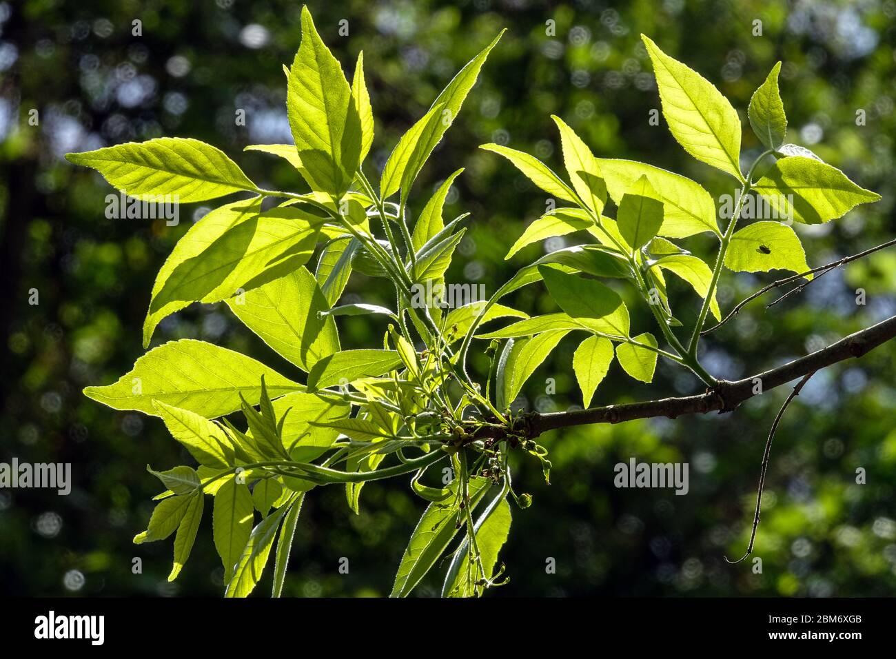 Green Ash Fraxinus pennsylvanica Stock Photo